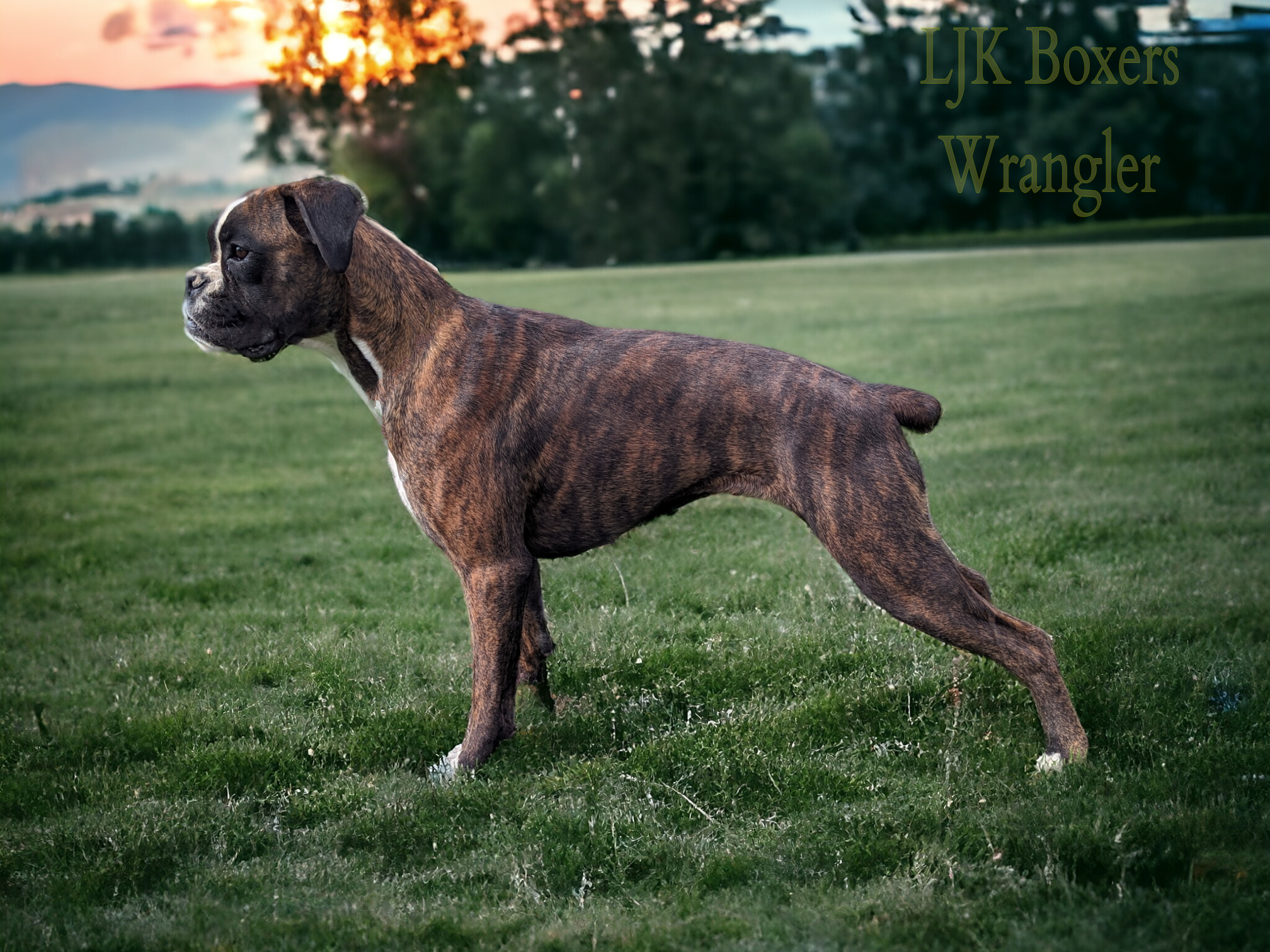 Wrangler  – Boxer puppy for sale in Mountain Home, ID