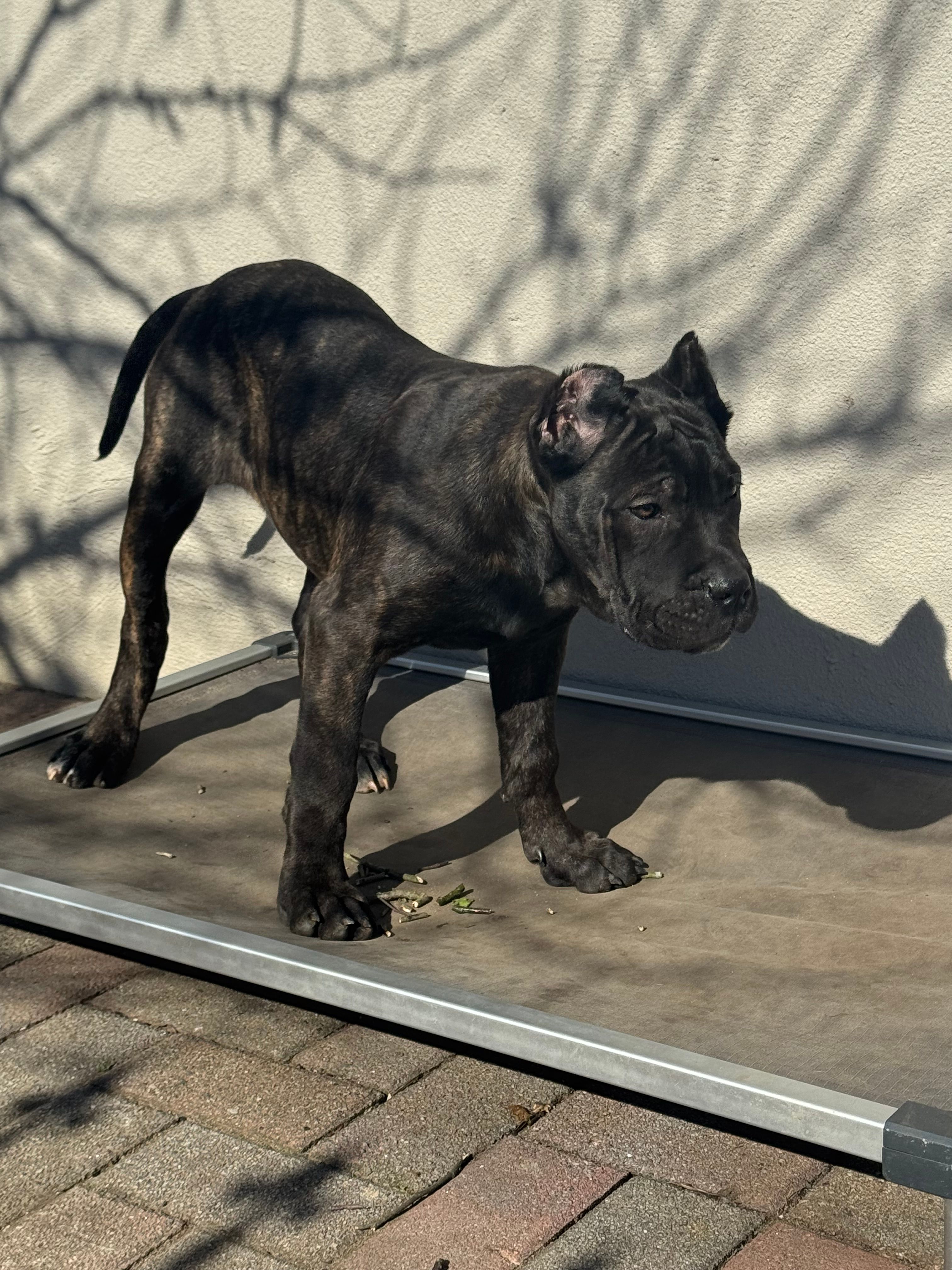 Pandora  – Cane Corso, American Mastiff puppy for sale in New Egypt, NJ