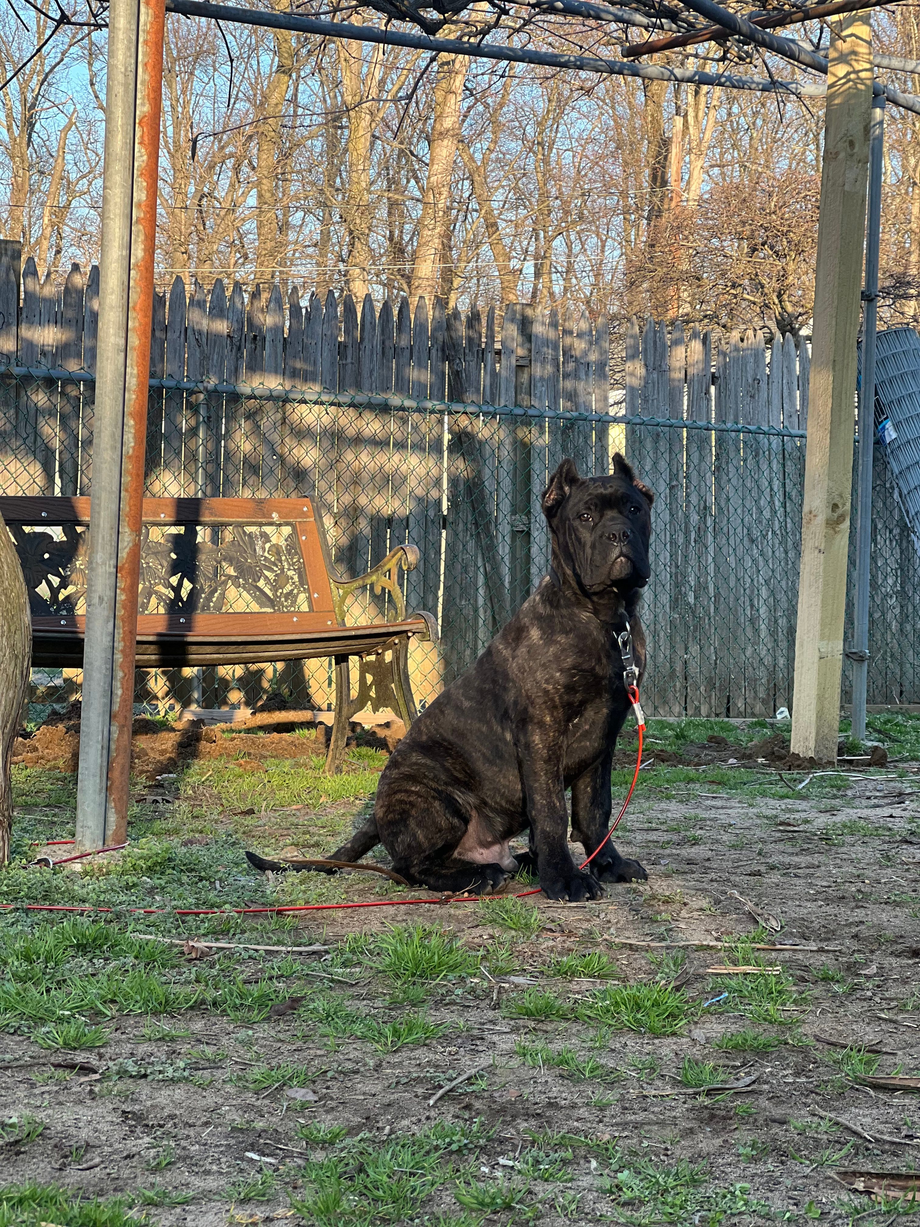 Aldo – Cane Corso puppy for sale in New Egypt, NJ
