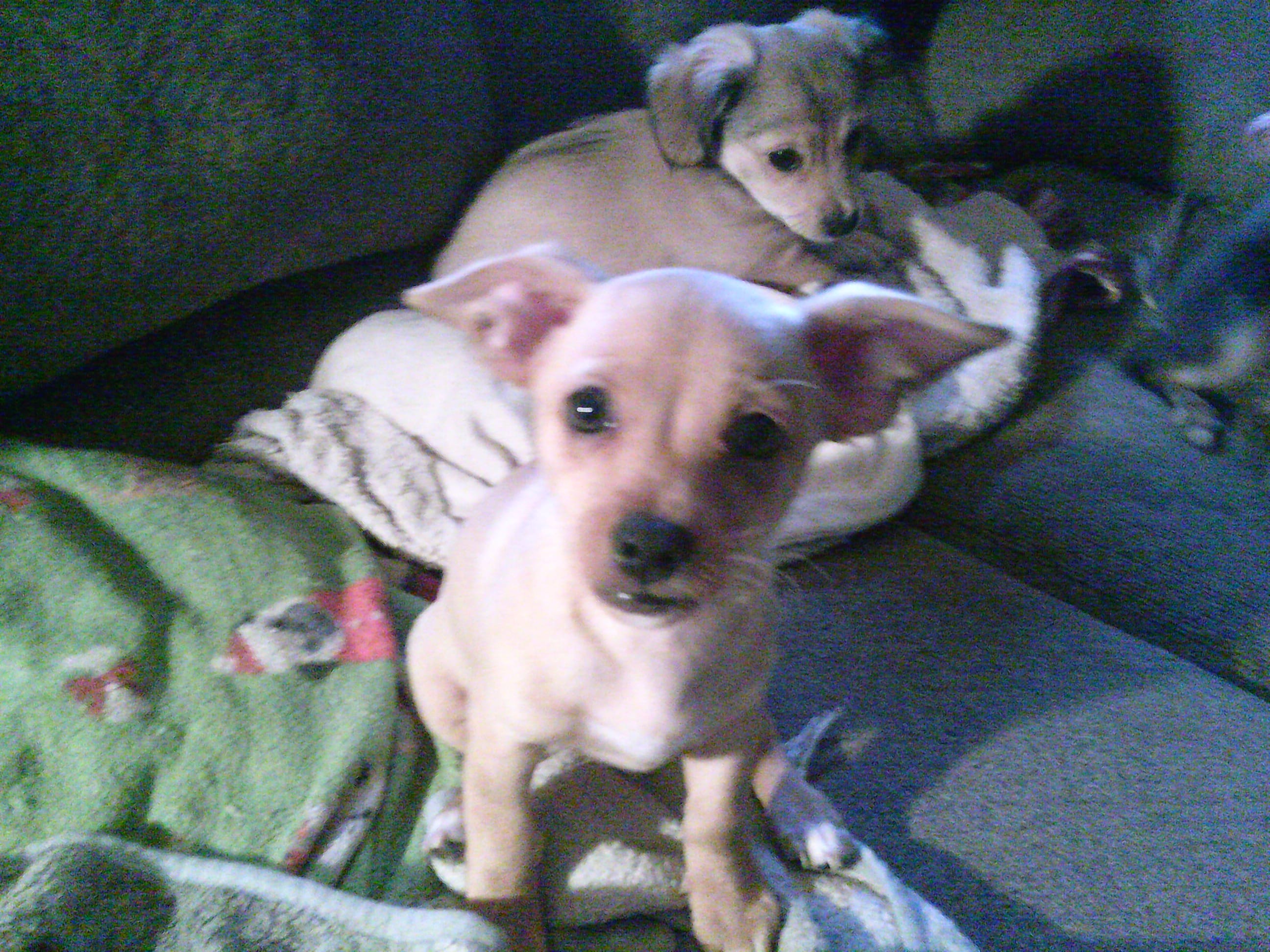 chi male #2 – Chihuahua puppy for sale in Quaker City, OH