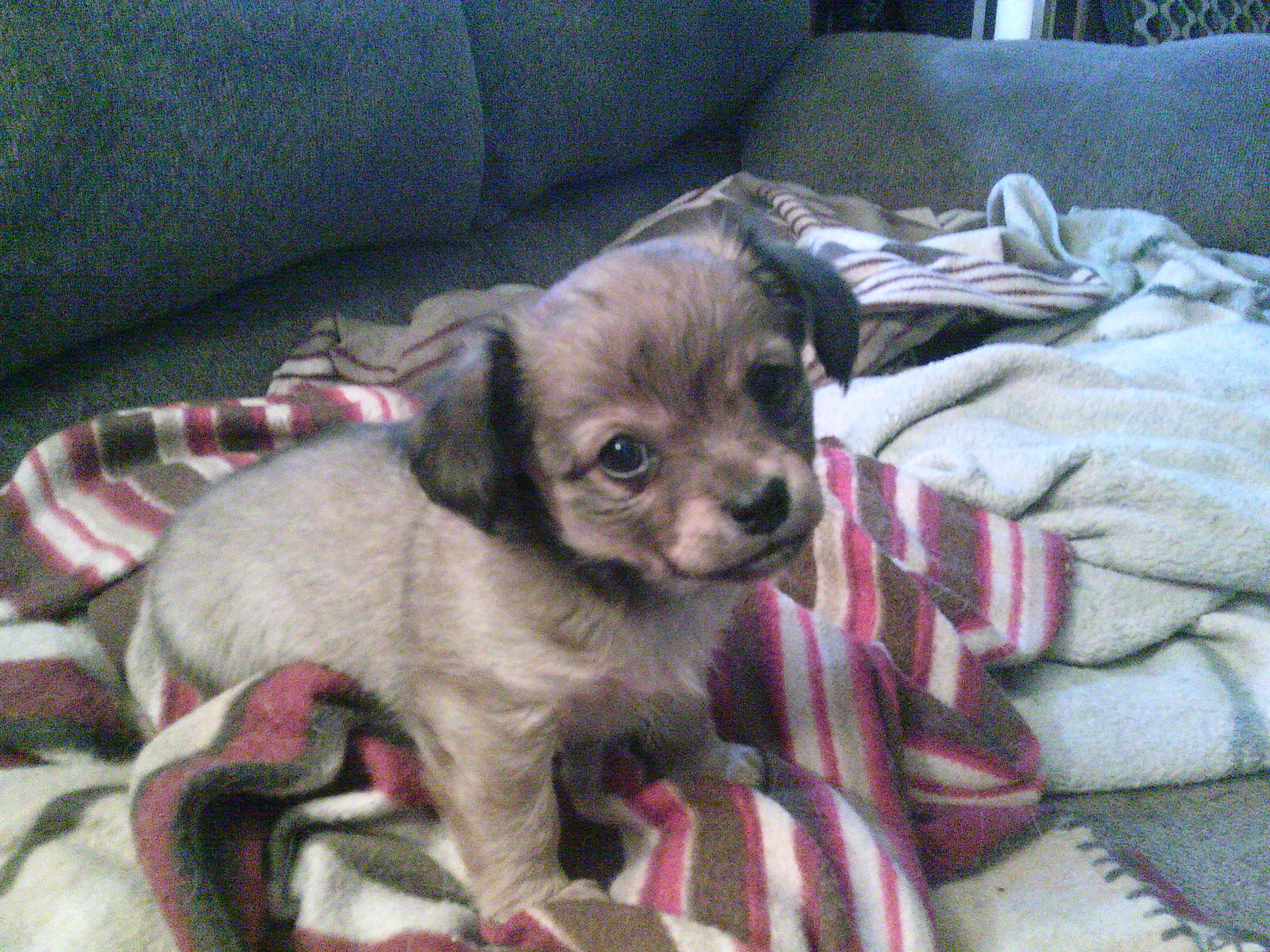 sable female chi – Chihuahua puppy for sale in Quaker City, OH