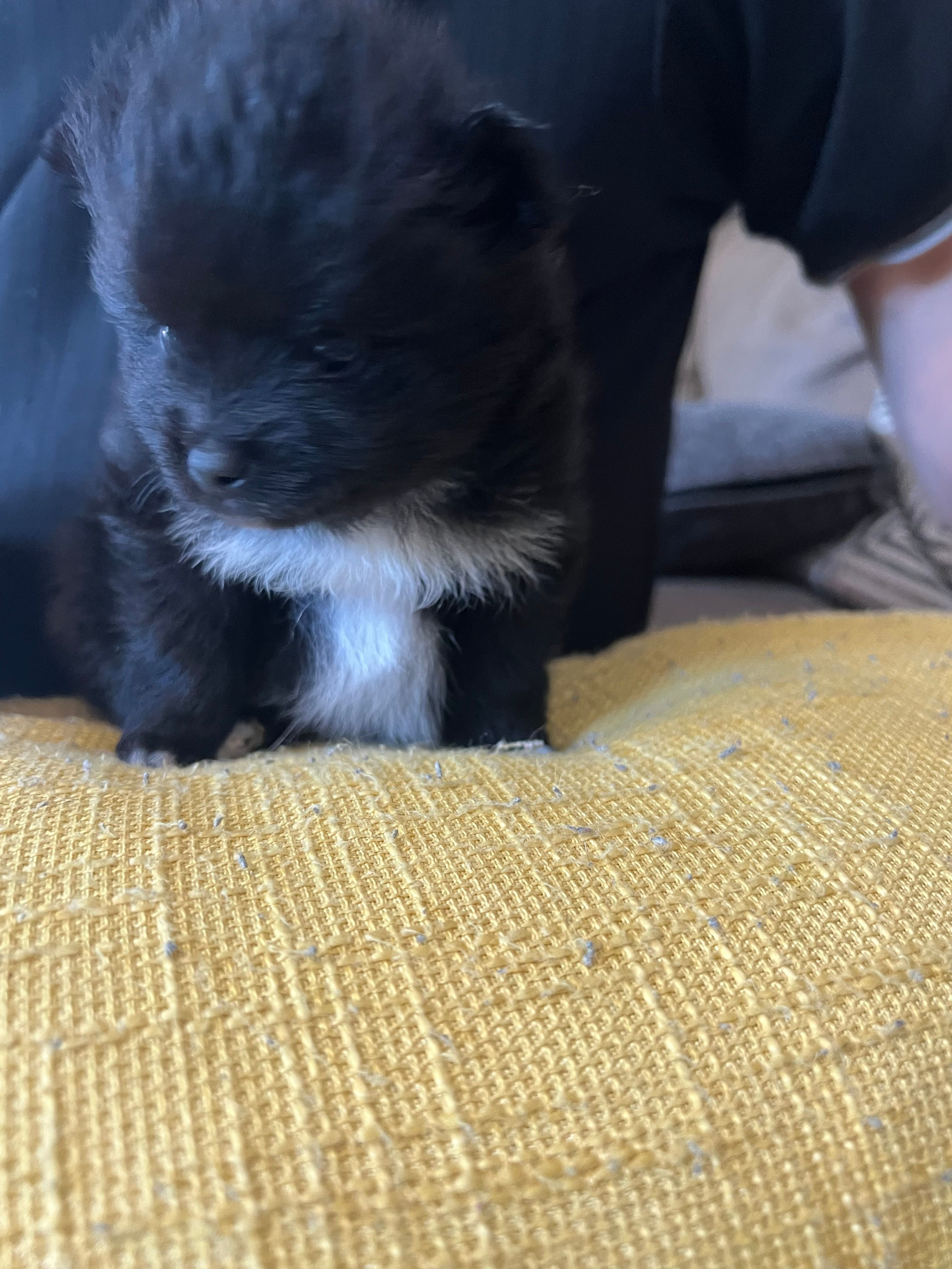 Rico – Pomchi puppy for sale in Wake Forest, NC