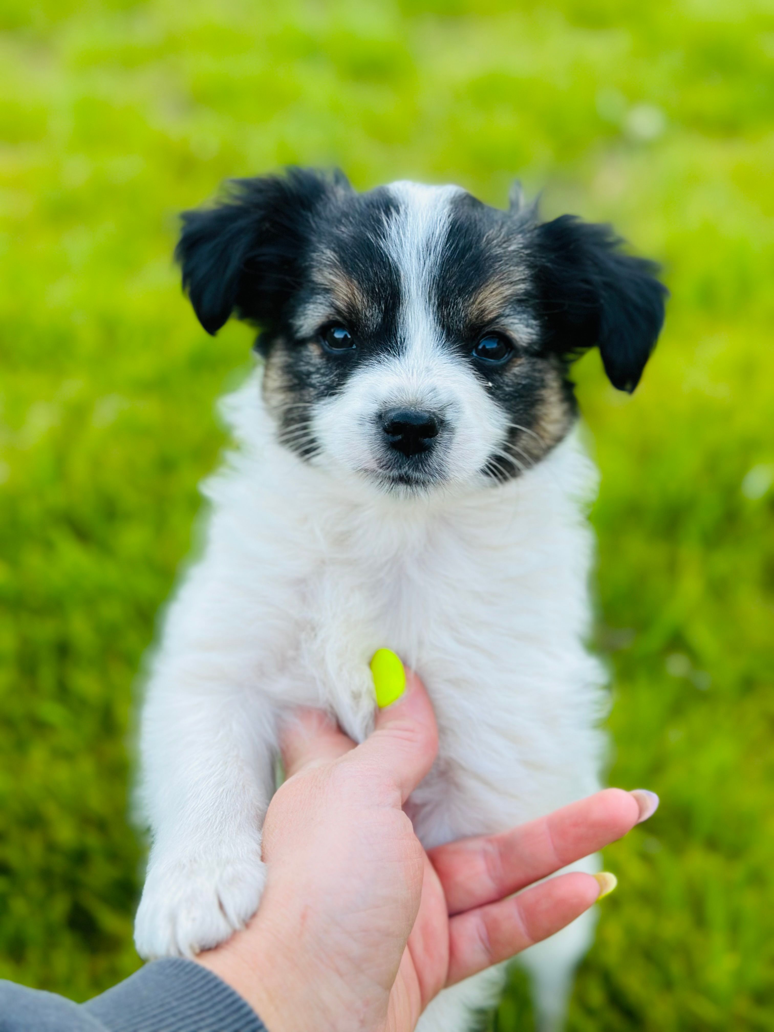Lucky  – Papillon puppy for sale in Golden City, MO