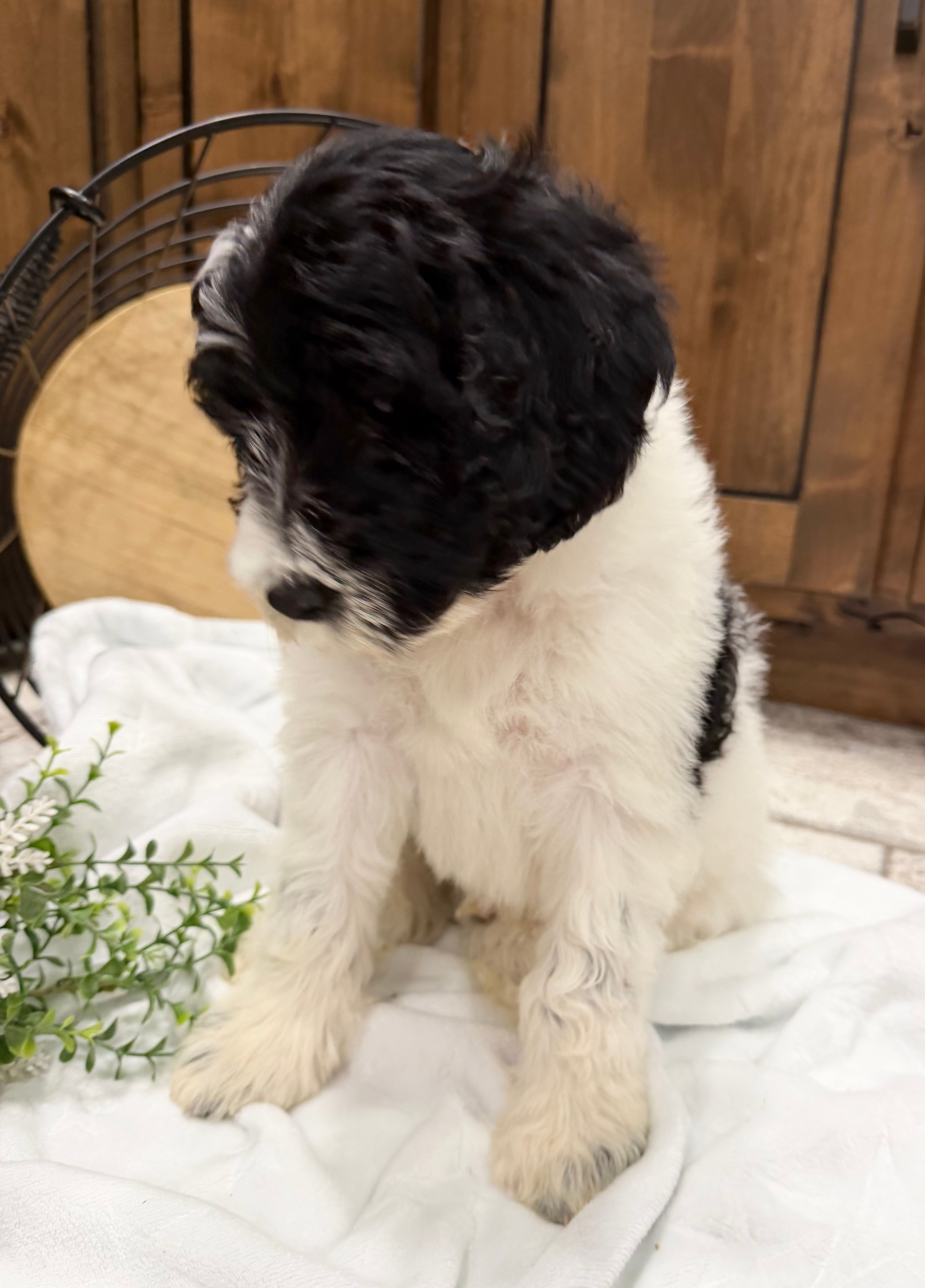 Orange Collar – Goldendoodle puppy for sale in Hayden, AL