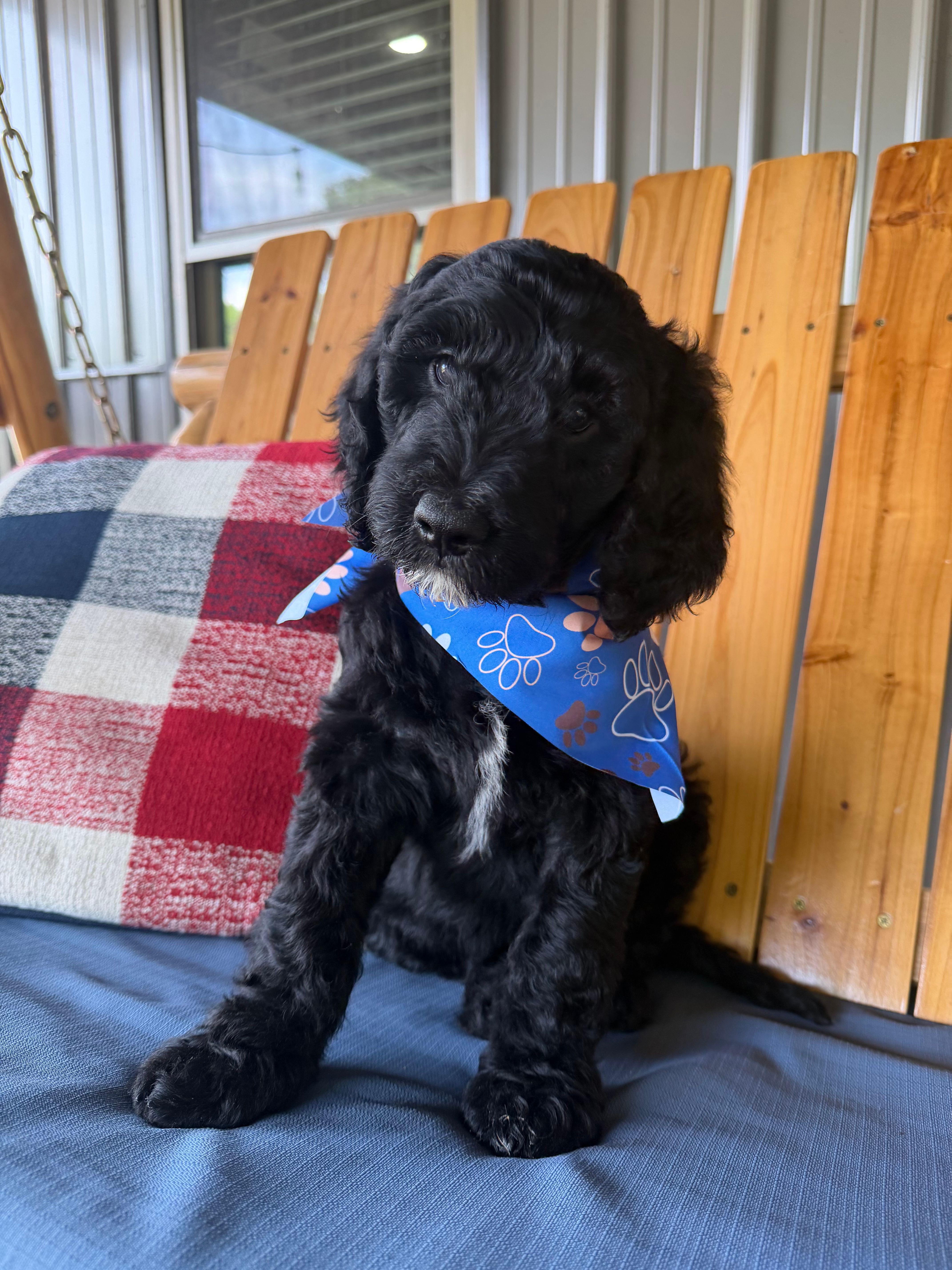 Green Collar  – Goldendoodle puppy for sale in Hayden, AL