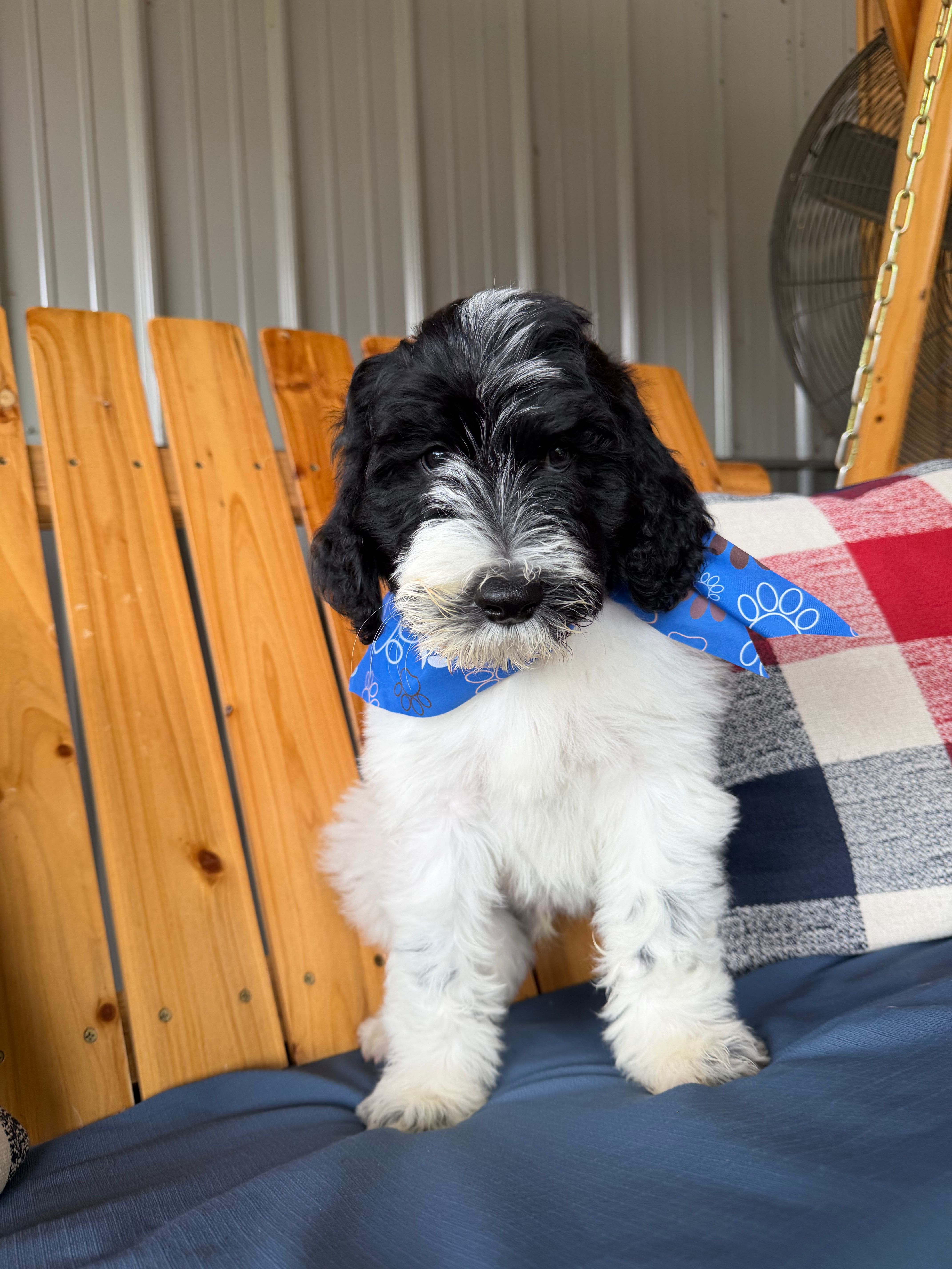 Orange Collar – Goldendoodle puppy for sale in Hayden, AL