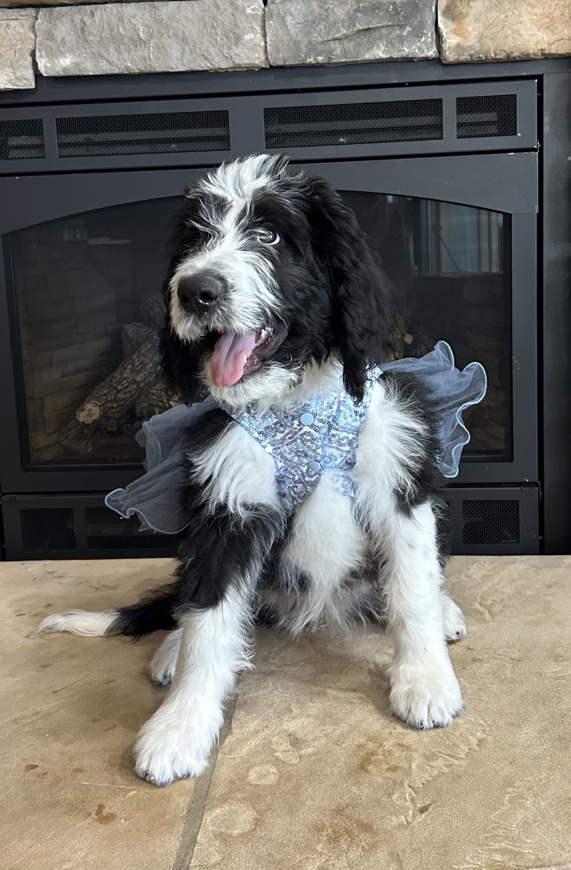 Maxine – Bernedoodle puppy for sale in Cottonwood, AZ