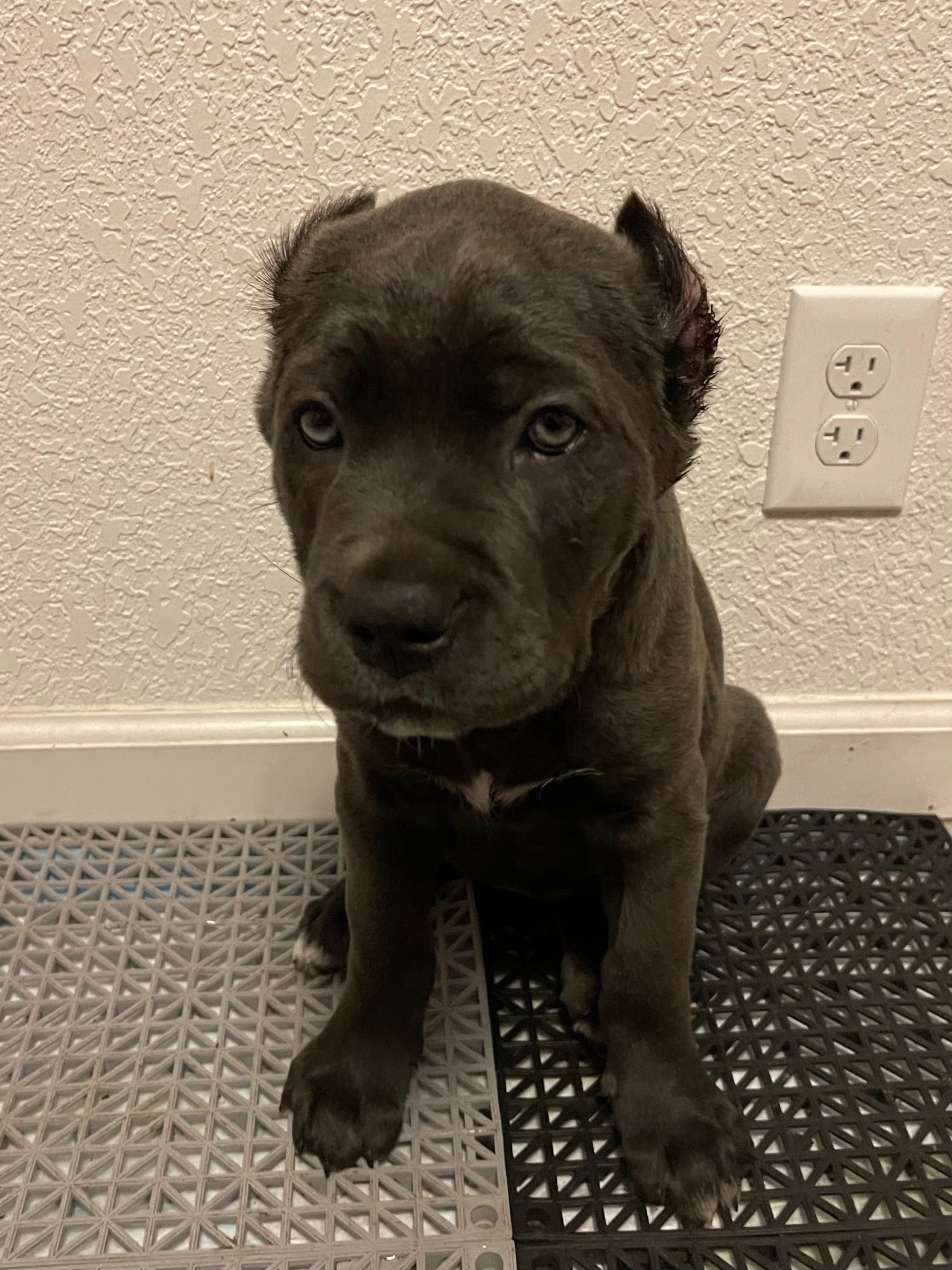 Wonder woman  – Cane Corso puppy for sale in Stockton, CA