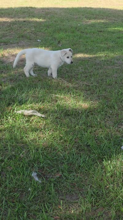 Hope, a female German Shepherd Dog for sale in Chesapeake, VA – 2 of 5