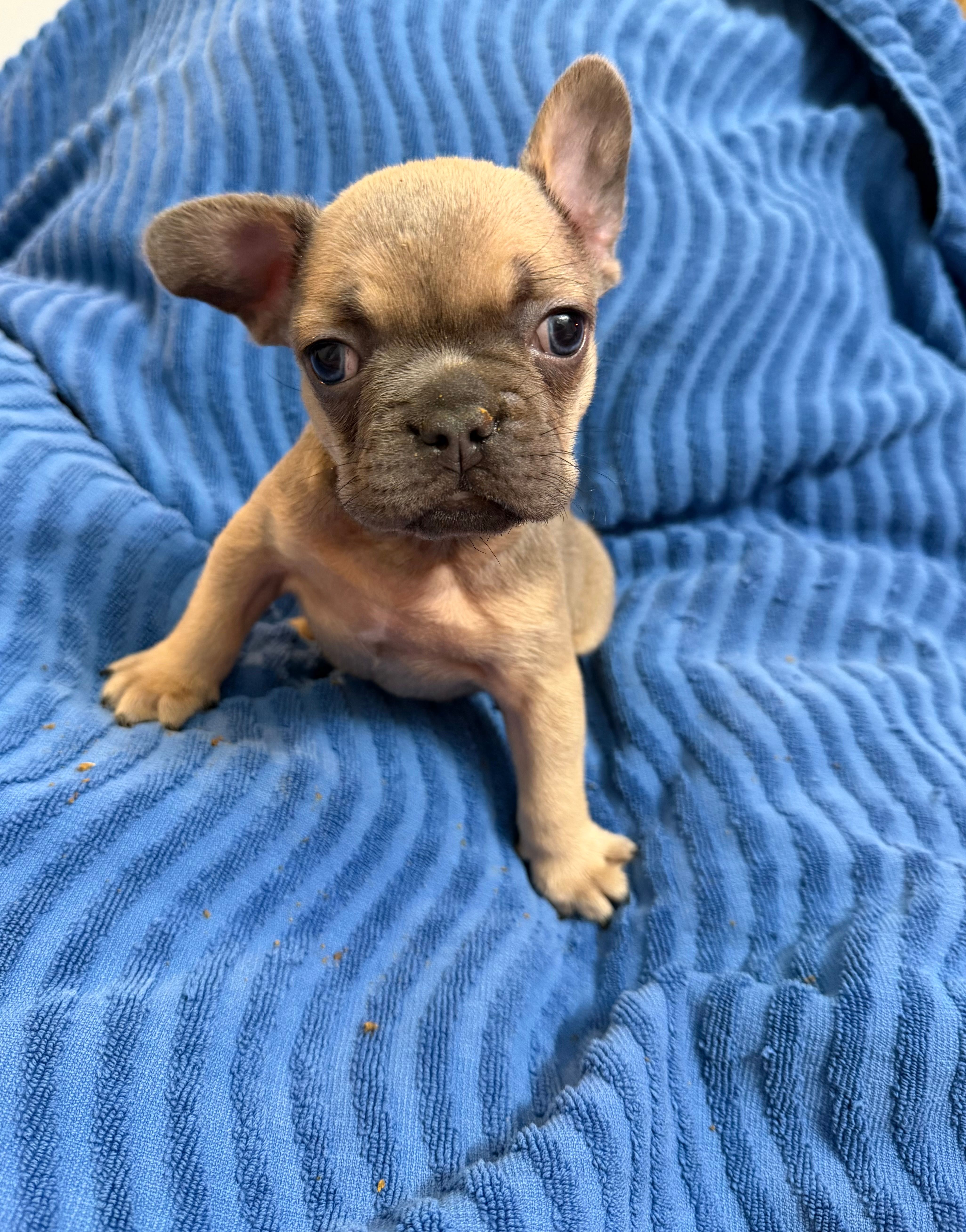 Benji – French Bulldog puppy for sale in Peoria, IL