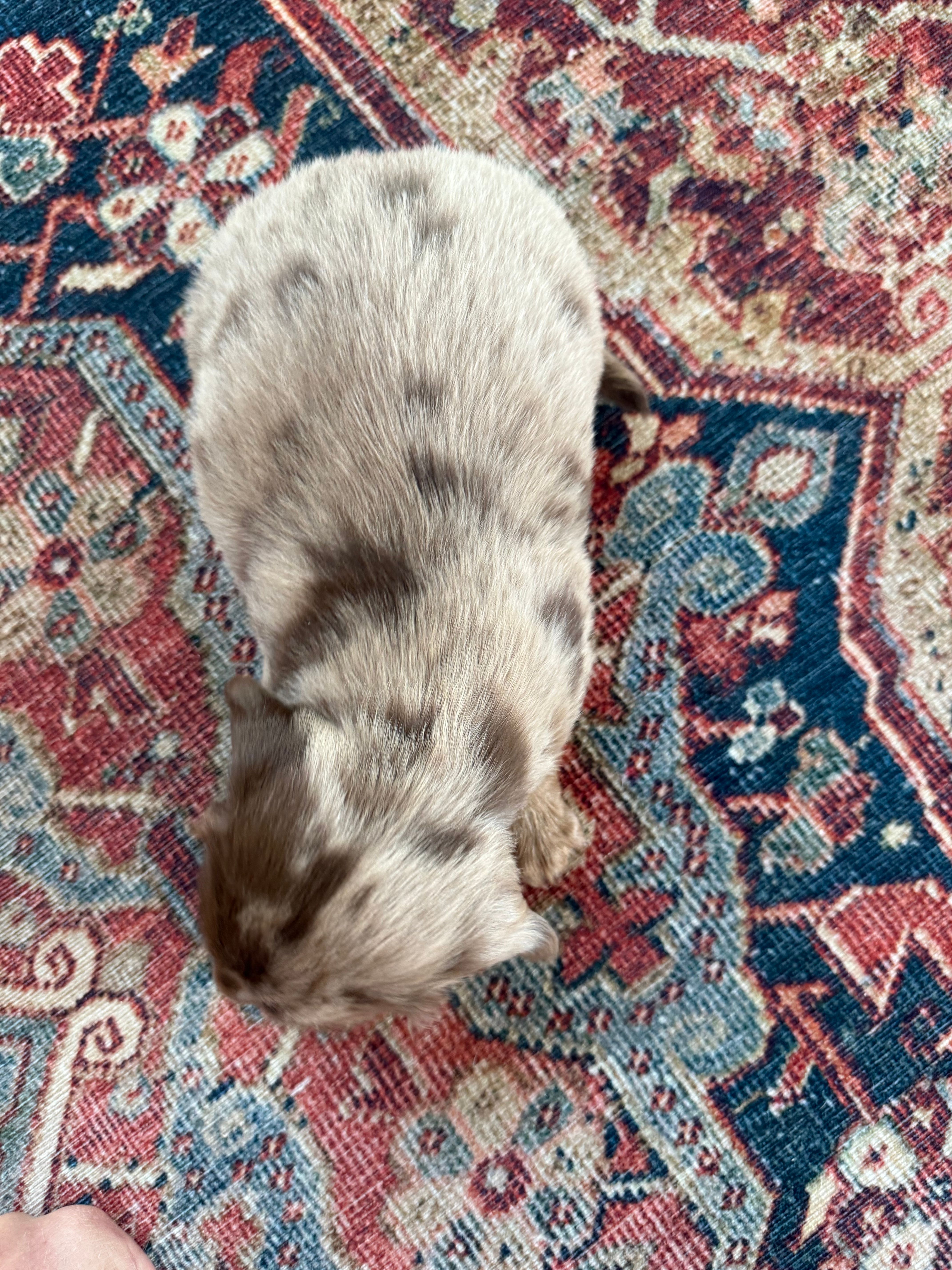 Silvy  – Miniature Dachshund puppy for sale in Austin, TX