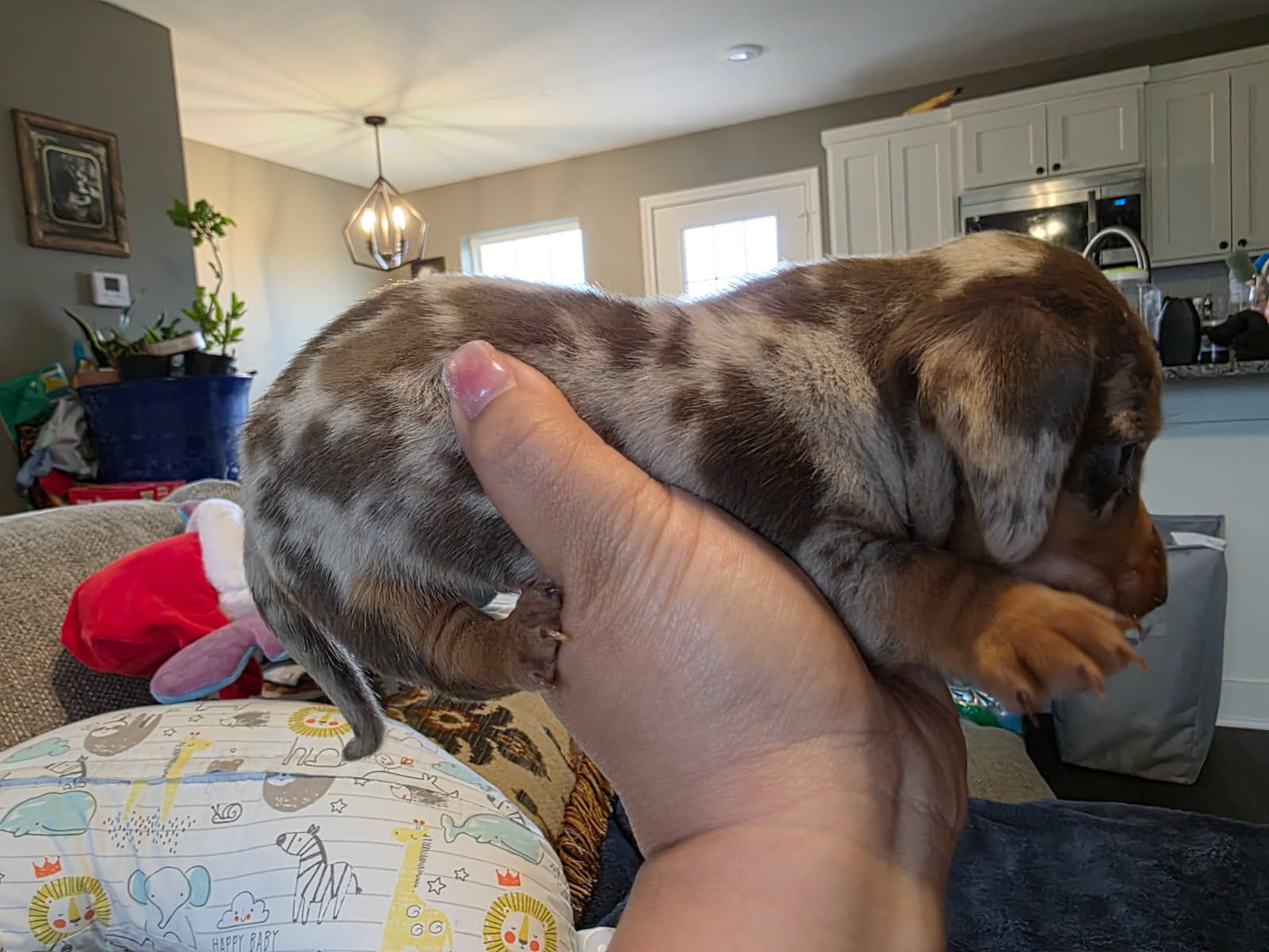 Choco  – Miniature Dachshund puppy for sale in Austin, TX