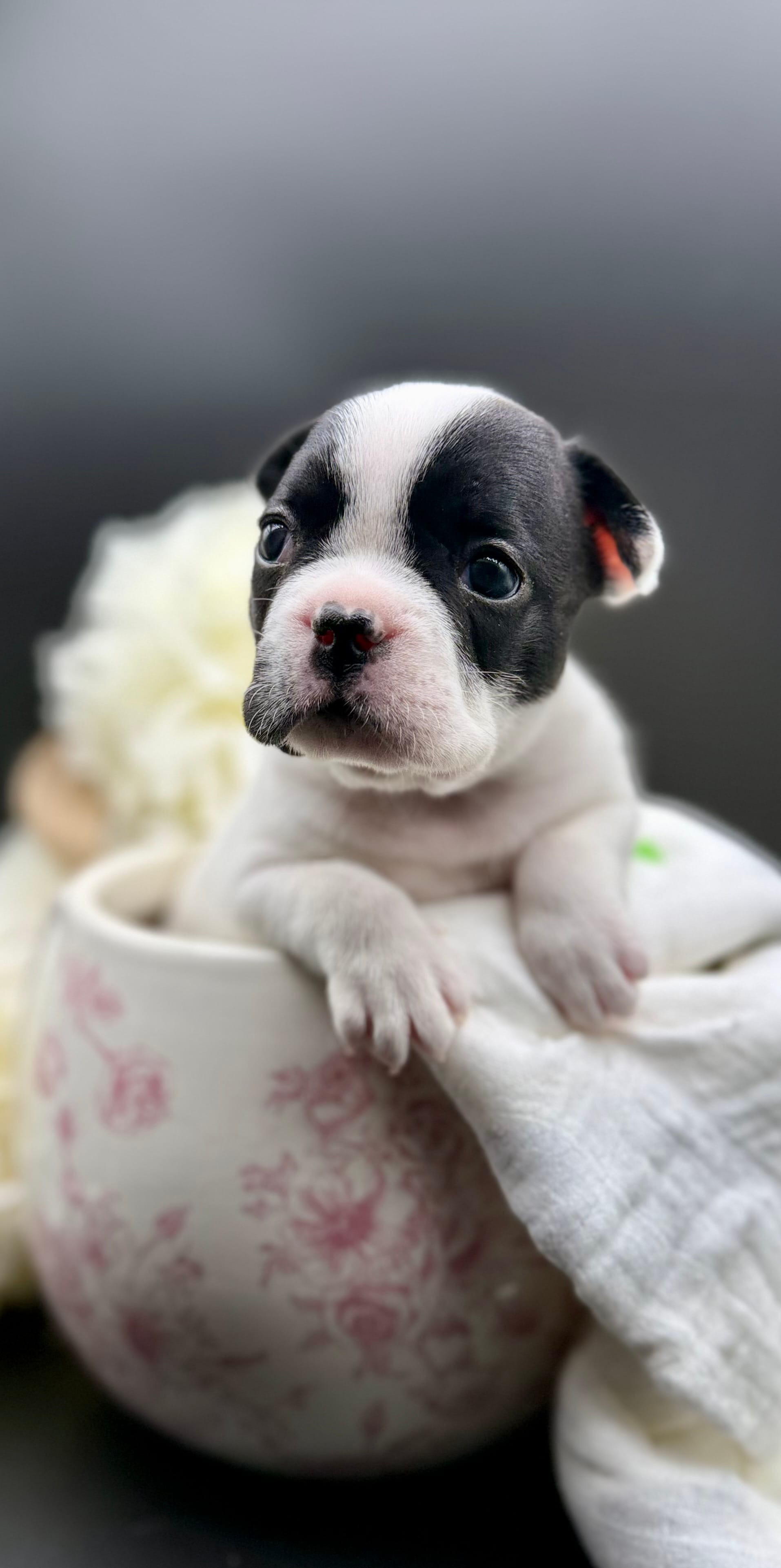 GeGe – French Bulldog puppy for sale in Murrieta, CA