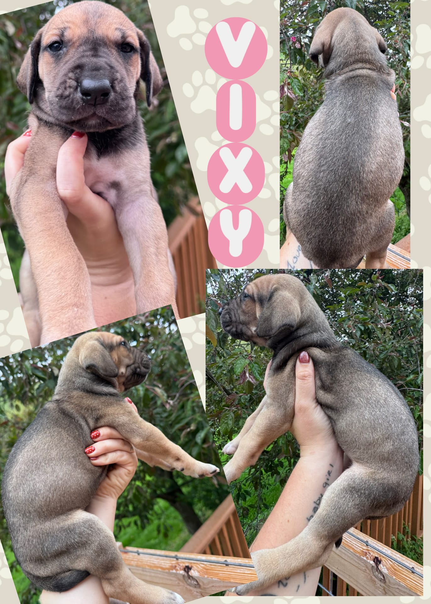 Vixey – Great Dane puppy for sale in Bolivar, NY