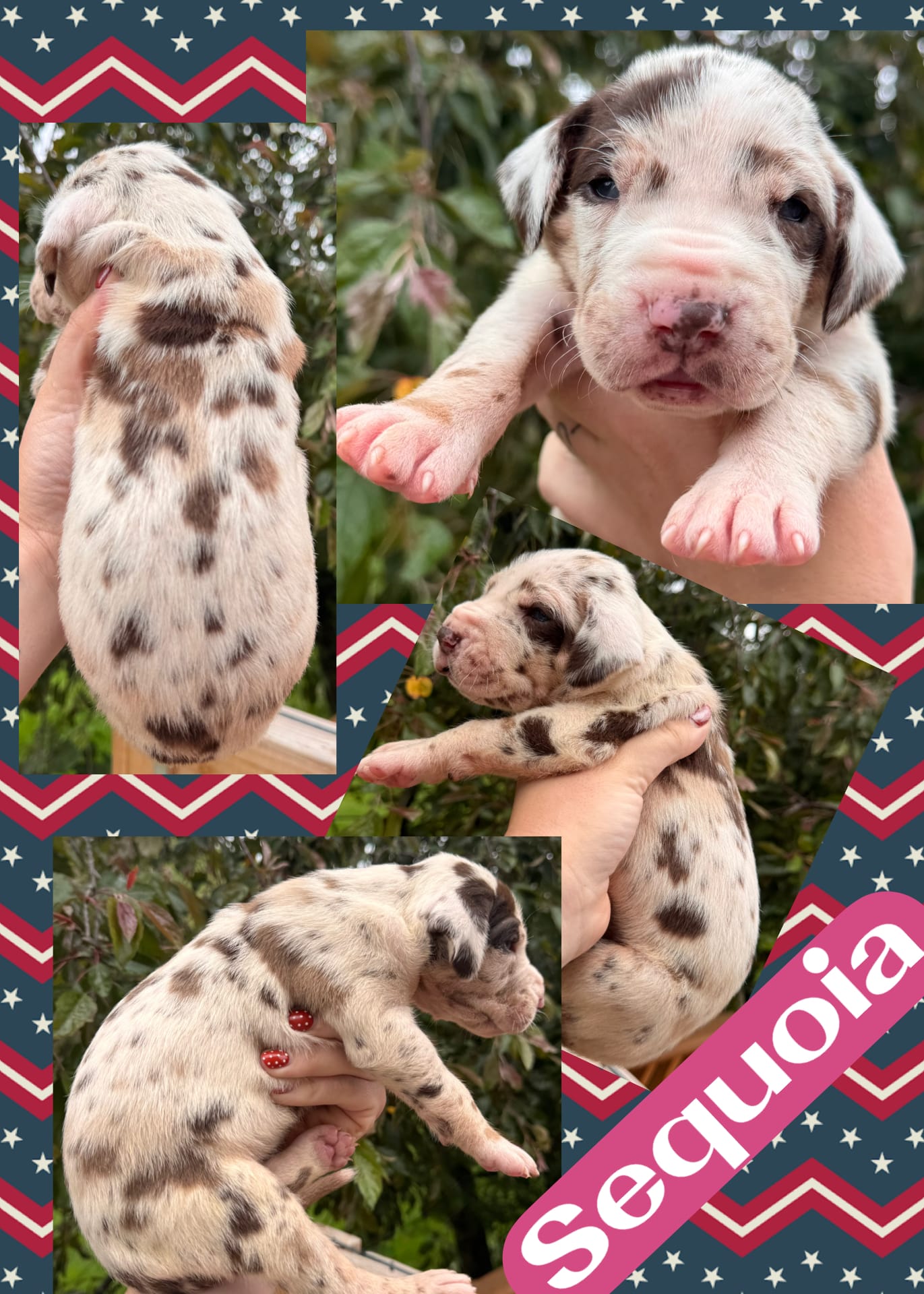 Sequoia – Great Dane puppy for sale in Bolivar, NY