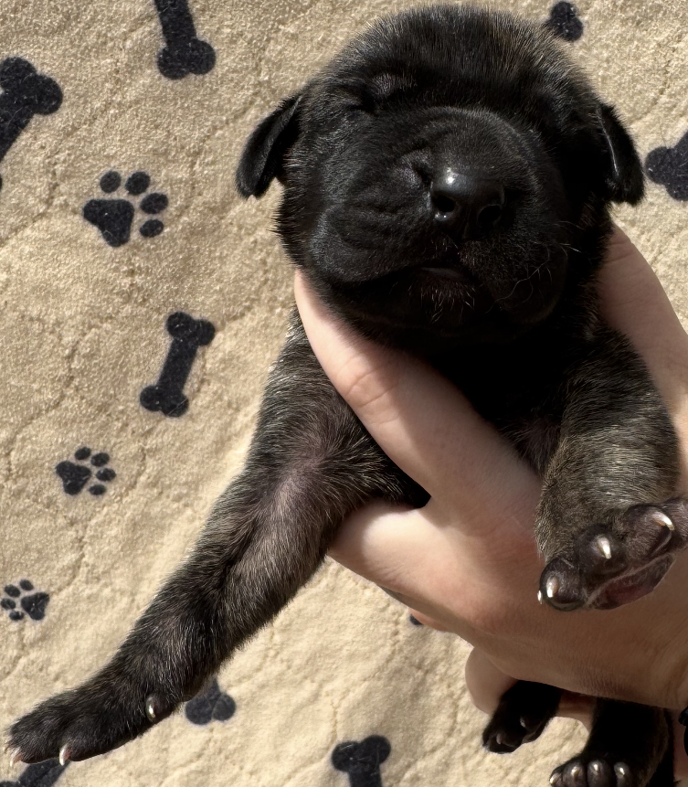 Exhaust – Great Dane puppy for sale in Bolivar, NY