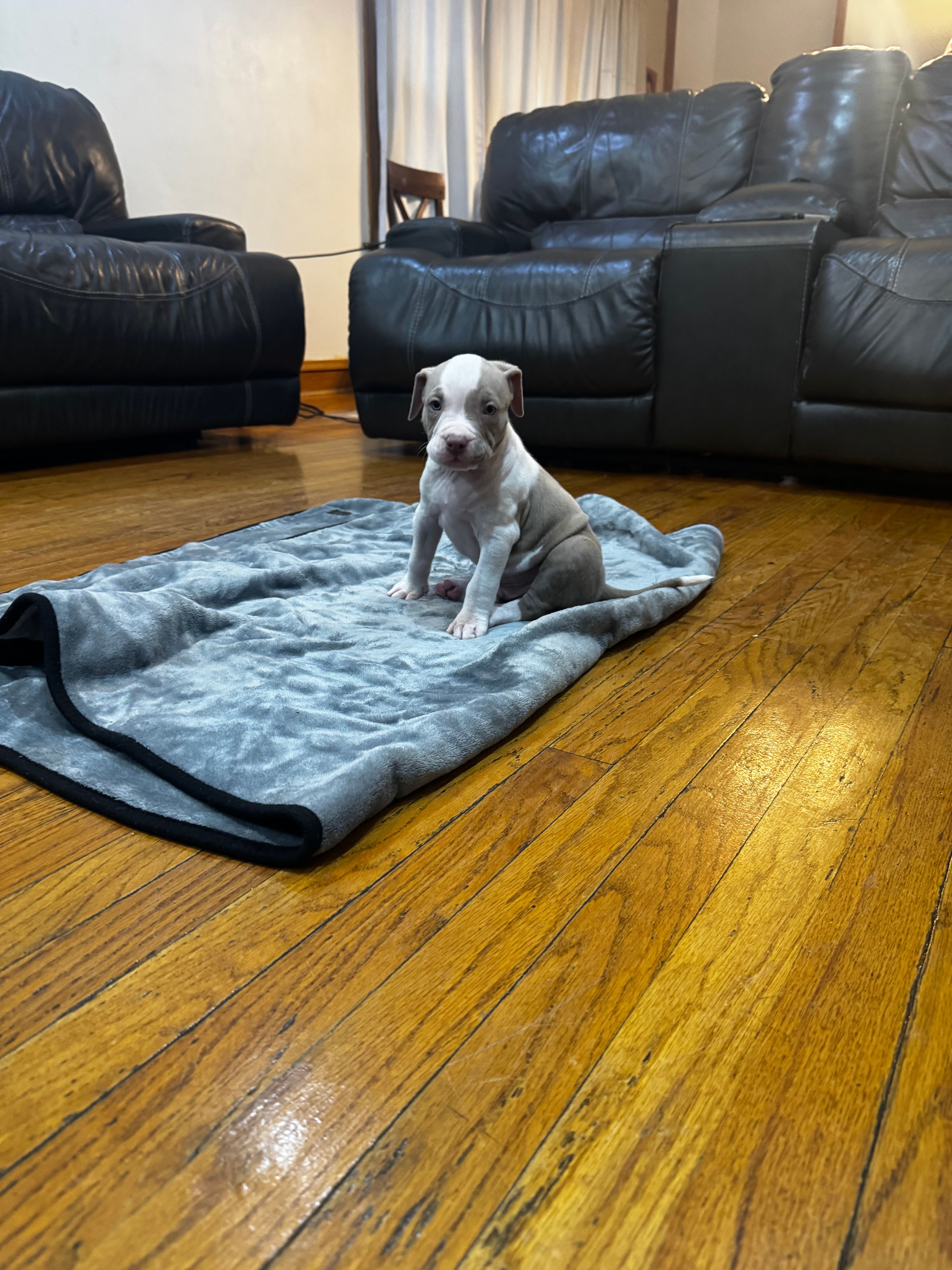 Lil C – American Bully, American Pit Bull Terrier puppy for sale in Chicago, IL