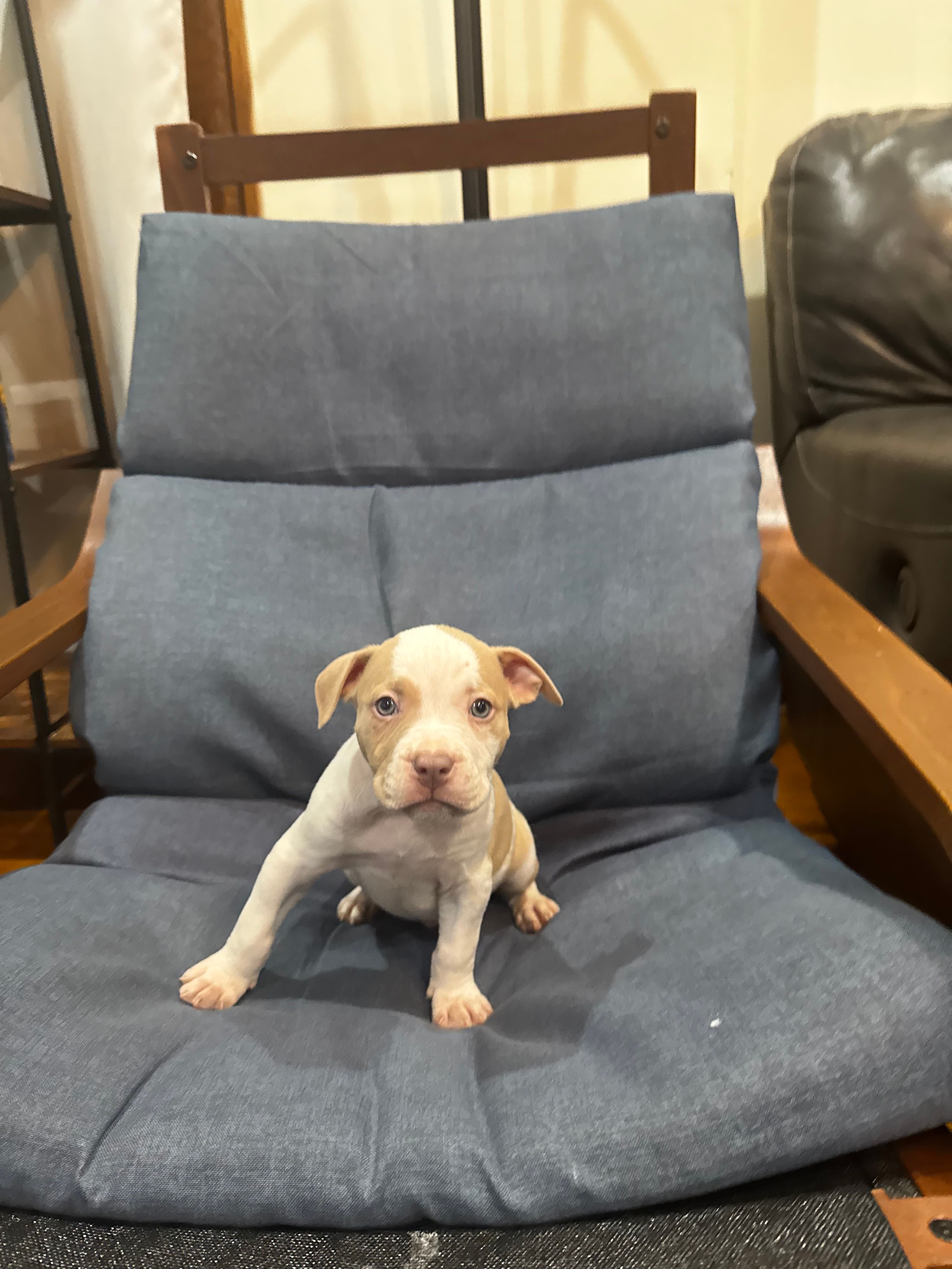 Scrappy – American Bully, American Pit Bull Terrier puppy for sale in Chicago, IL