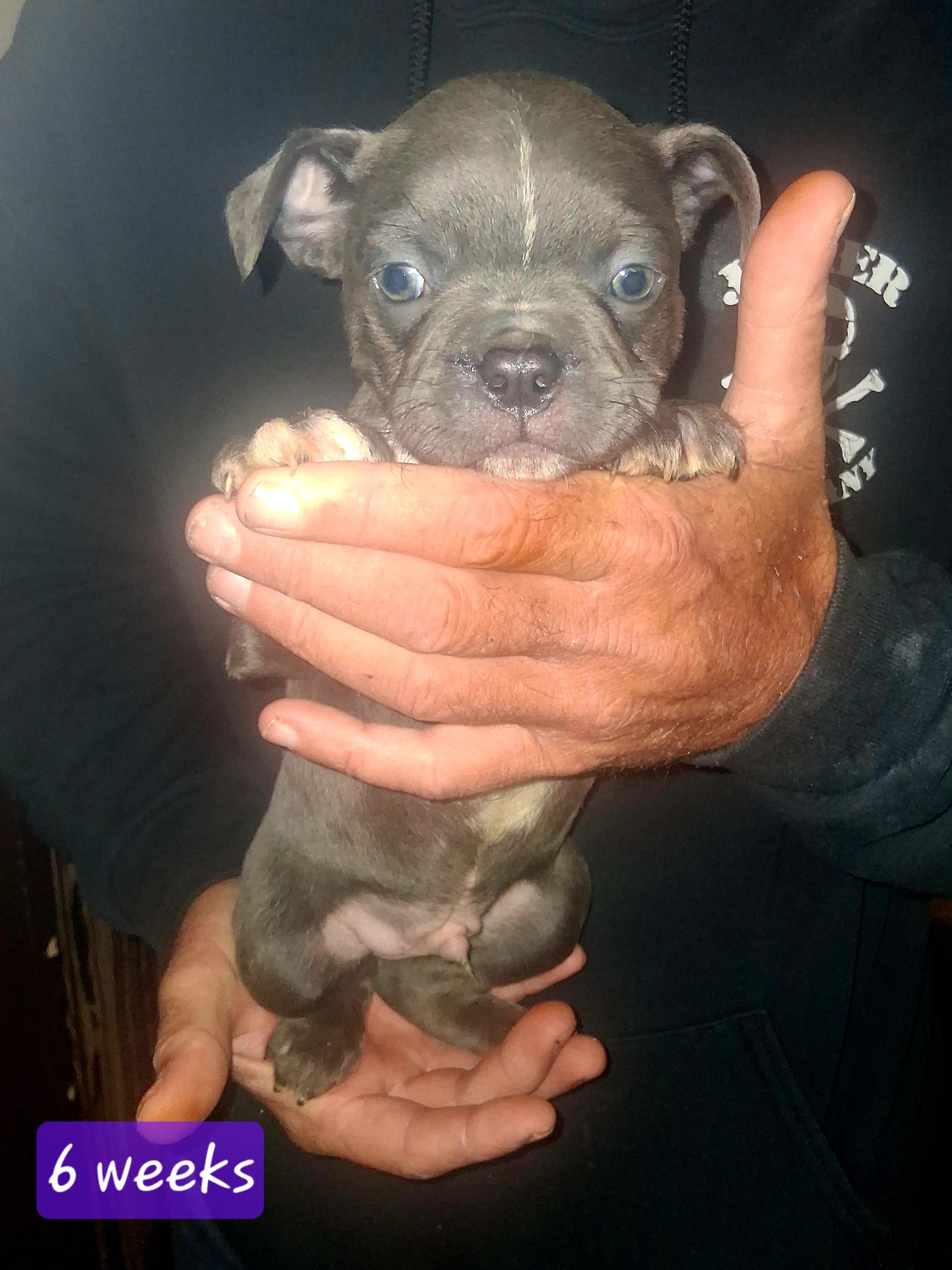 Orange Collar – Boston Terrier, Frenchton puppy for sale in Chillicothe, MO