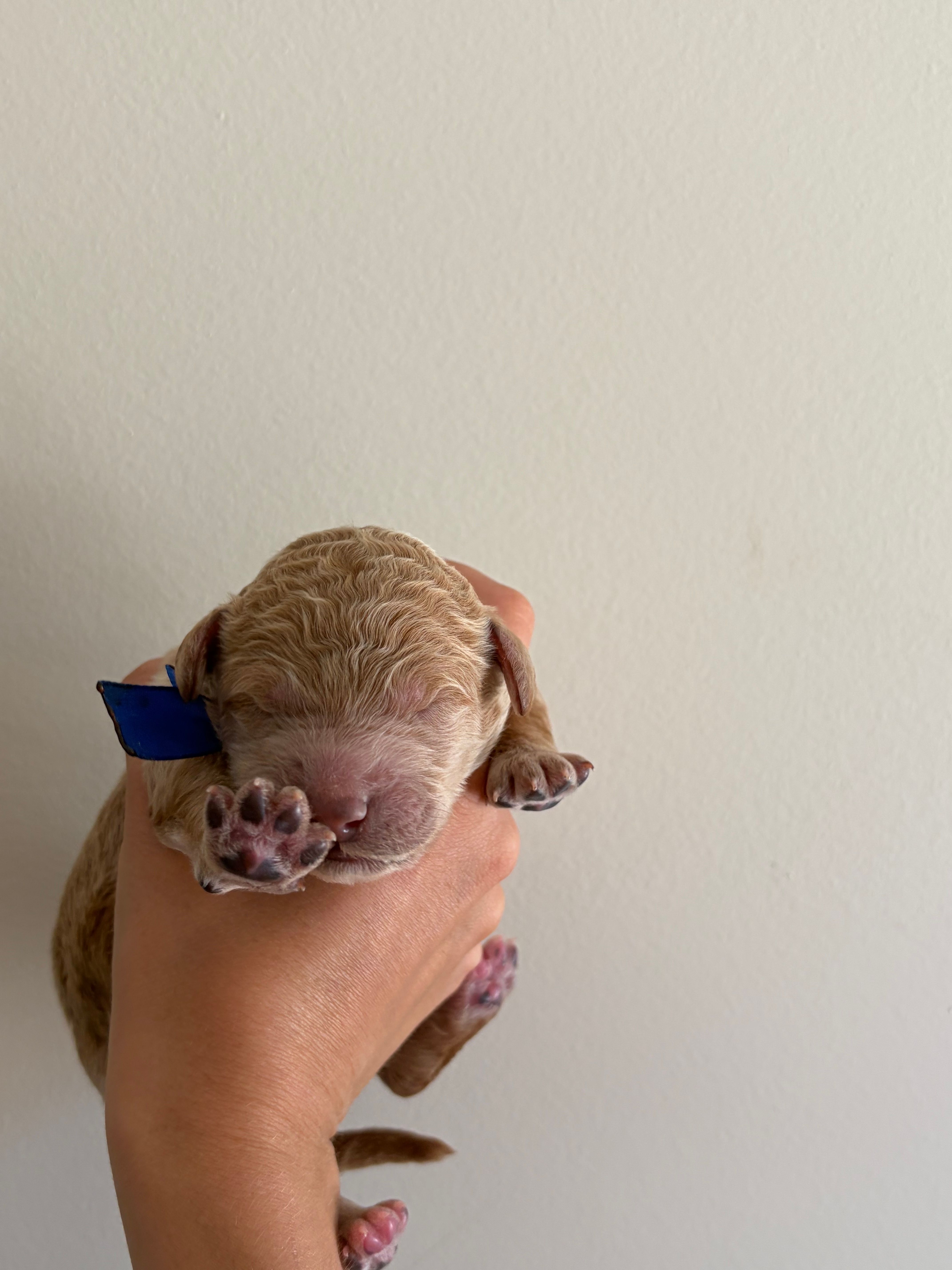 Jasper – Poodle - Standard  puppy for sale in Talking Rock, GA
