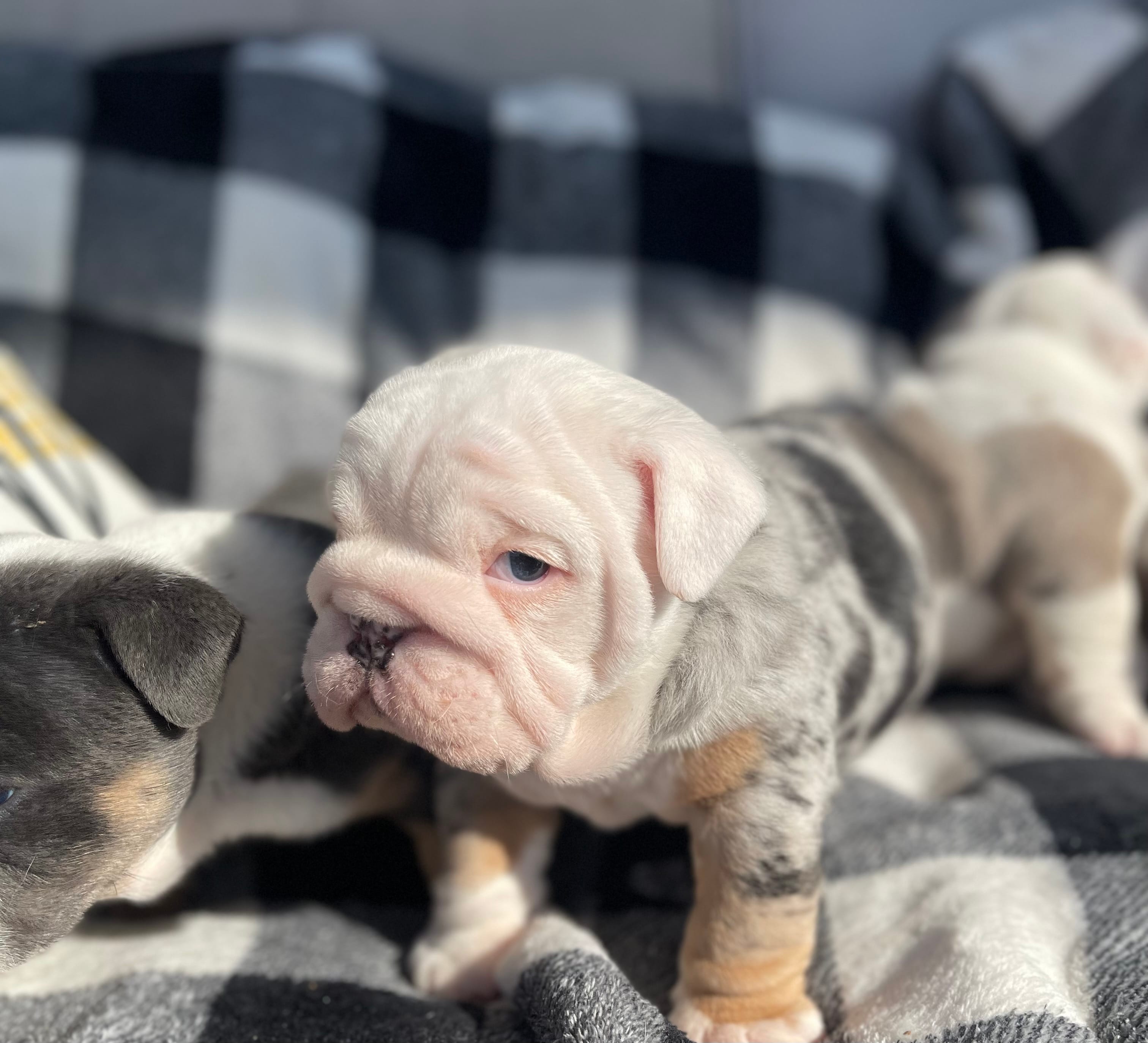 Jude – English Bulldog puppy for sale in Philadelphia, PA