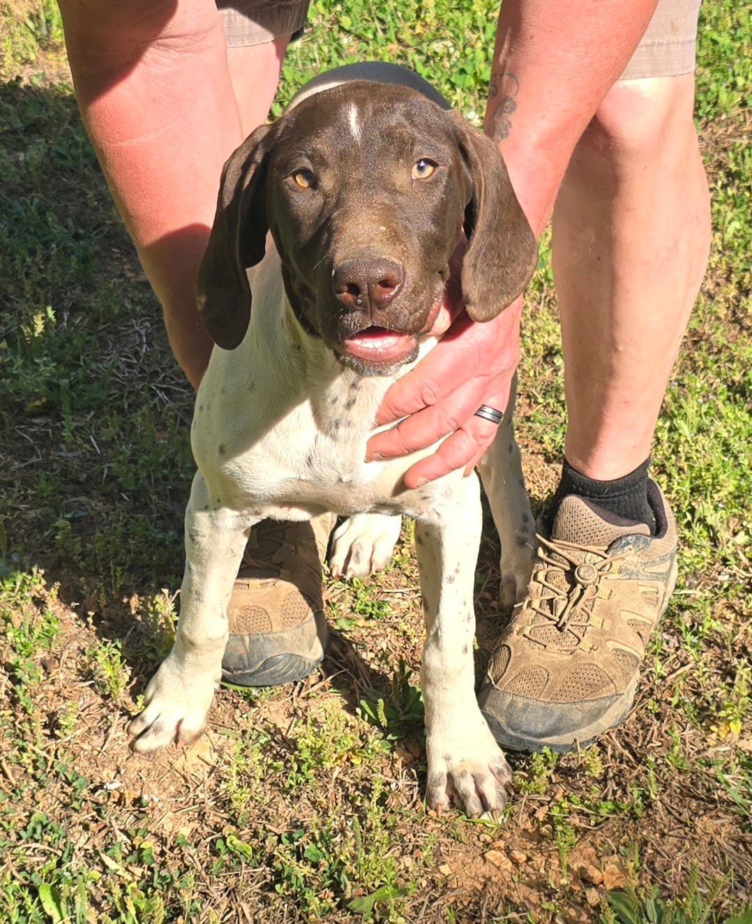 Penelope – German Shorthaired Pointer puppy for sale in Liberty, TN