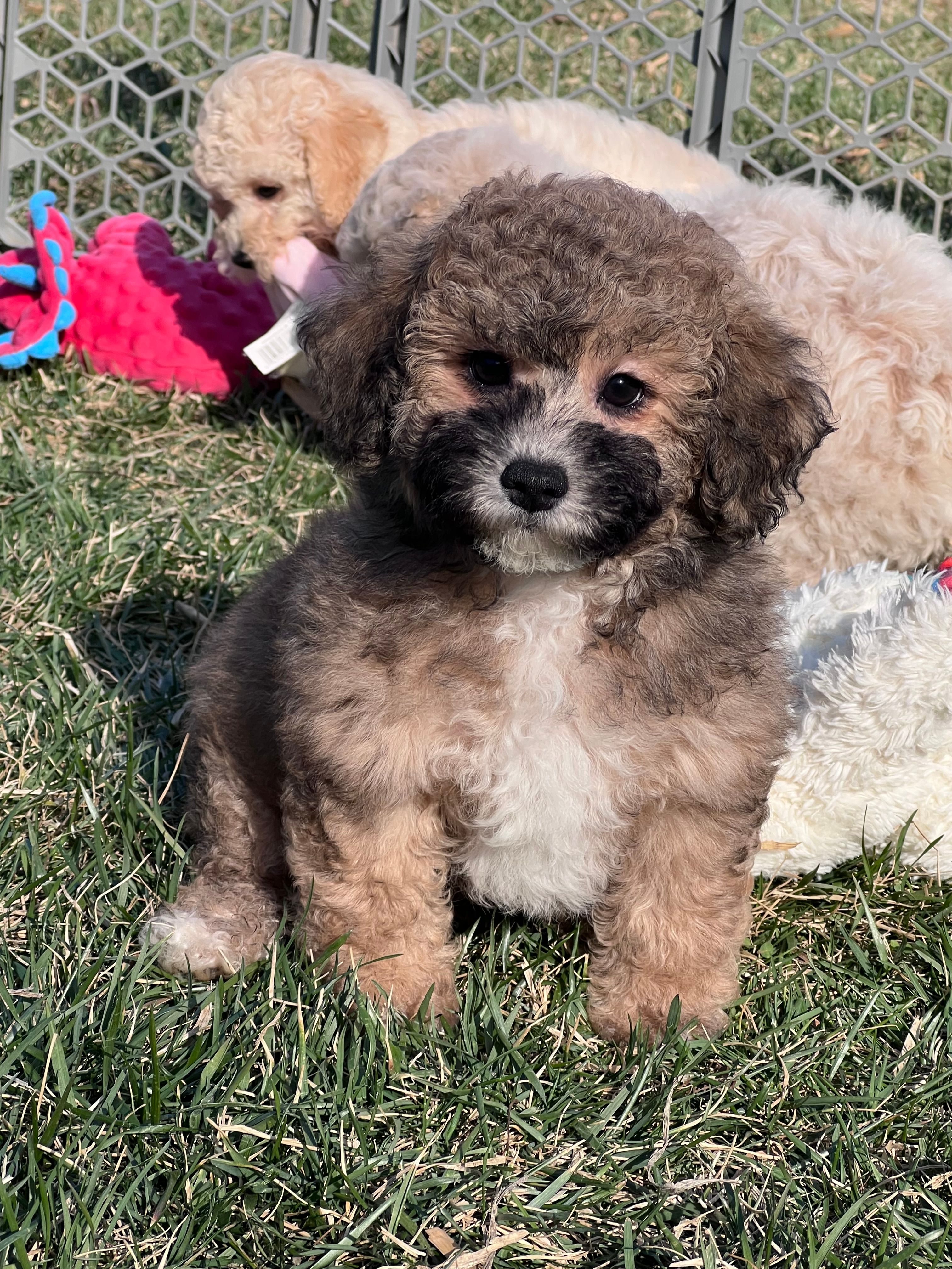Nickel – Bichpoo puppy for sale in Canton, SD