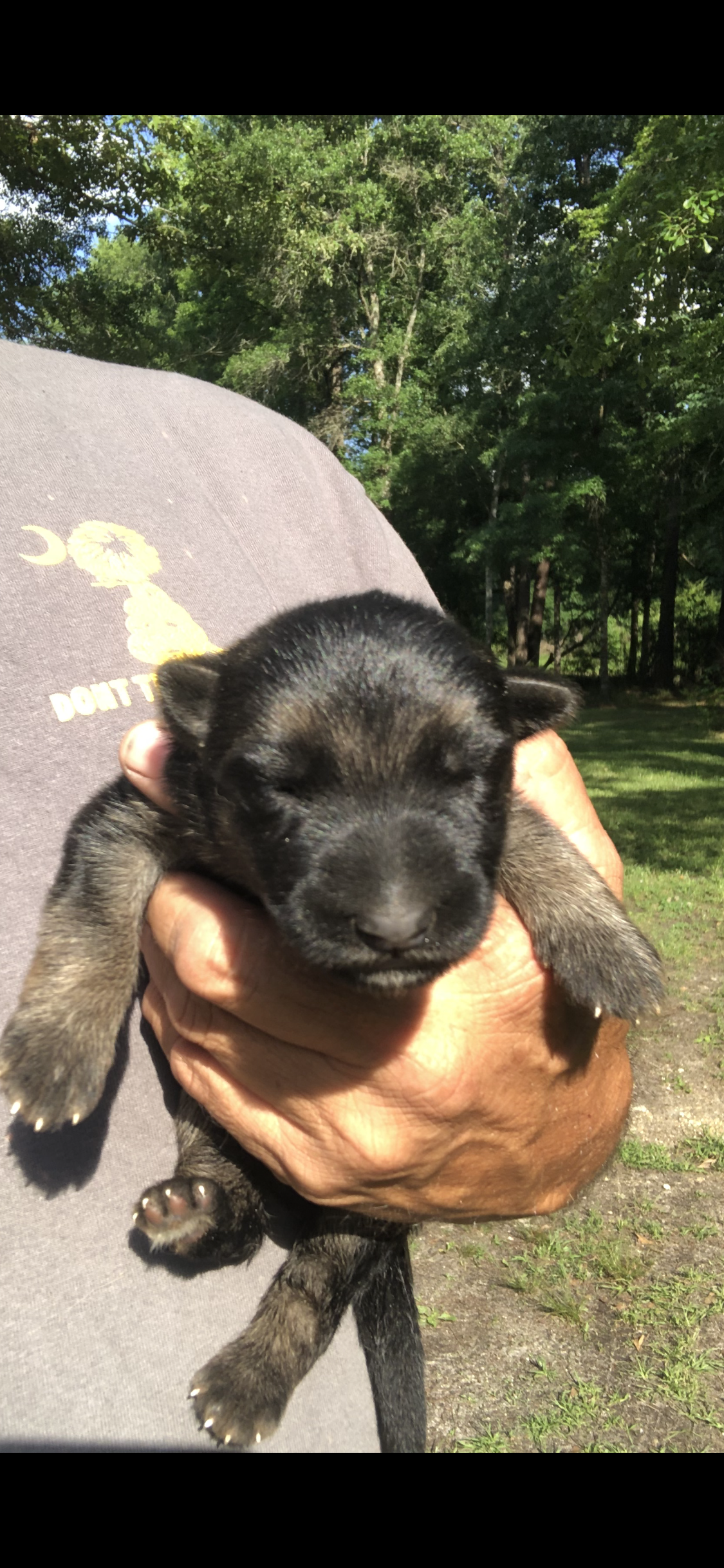 Female  – German Shepherd Dog puppy for sale in Cottageville, SC