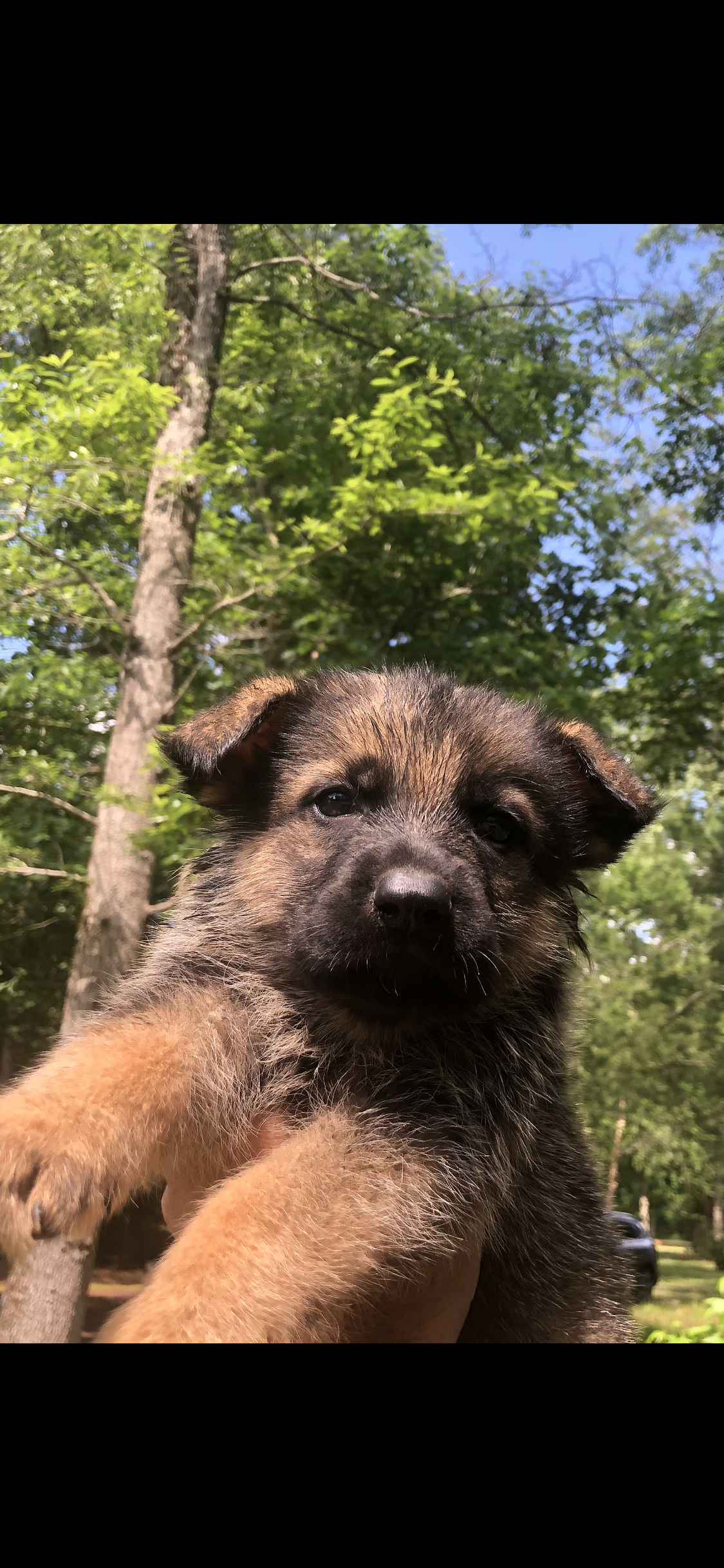 Male – German Shepherd Dog puppy for sale in Cottageville, SC