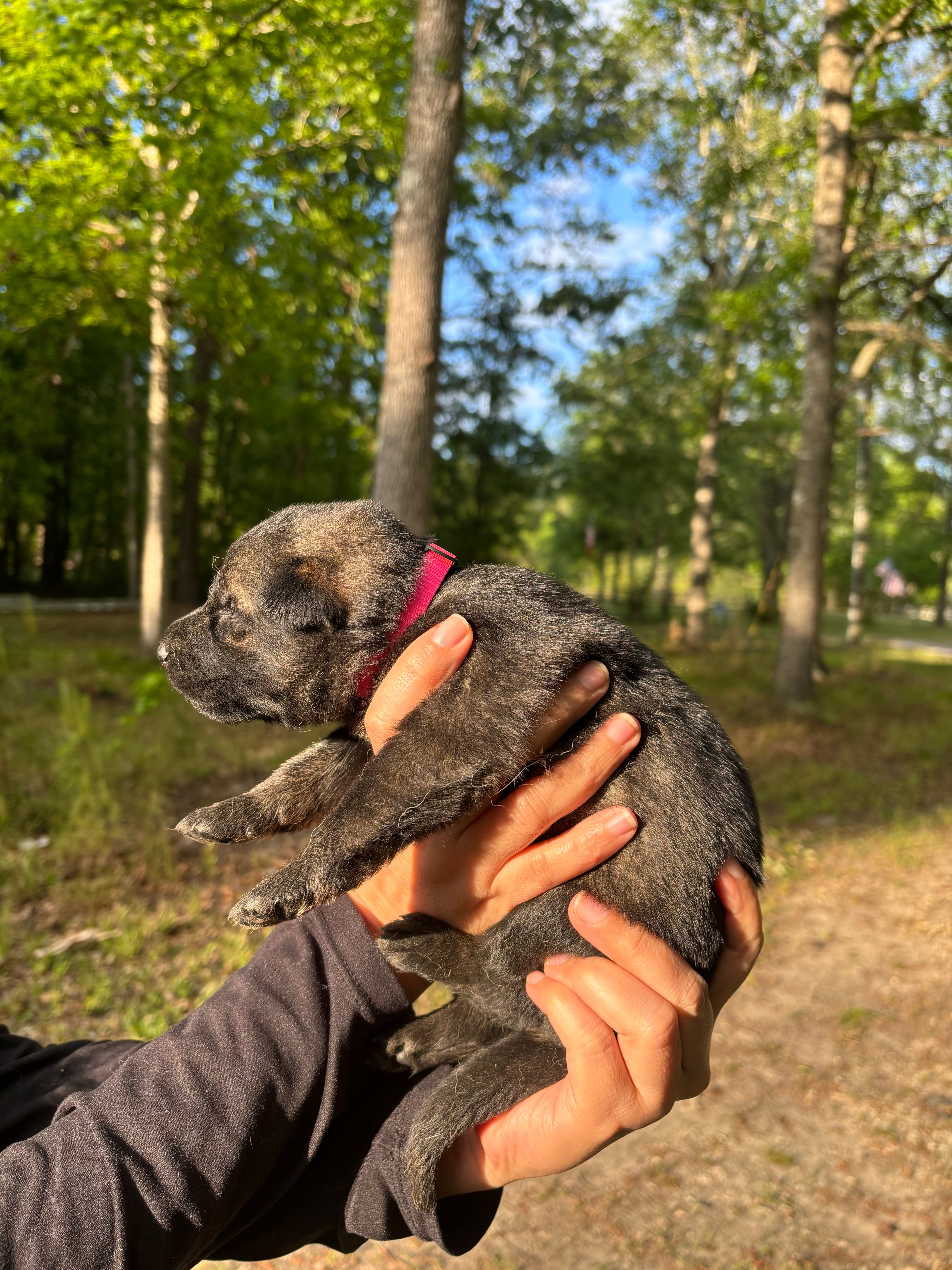 Female – German Shepherd Dog puppy for sale in Cottageville, SC