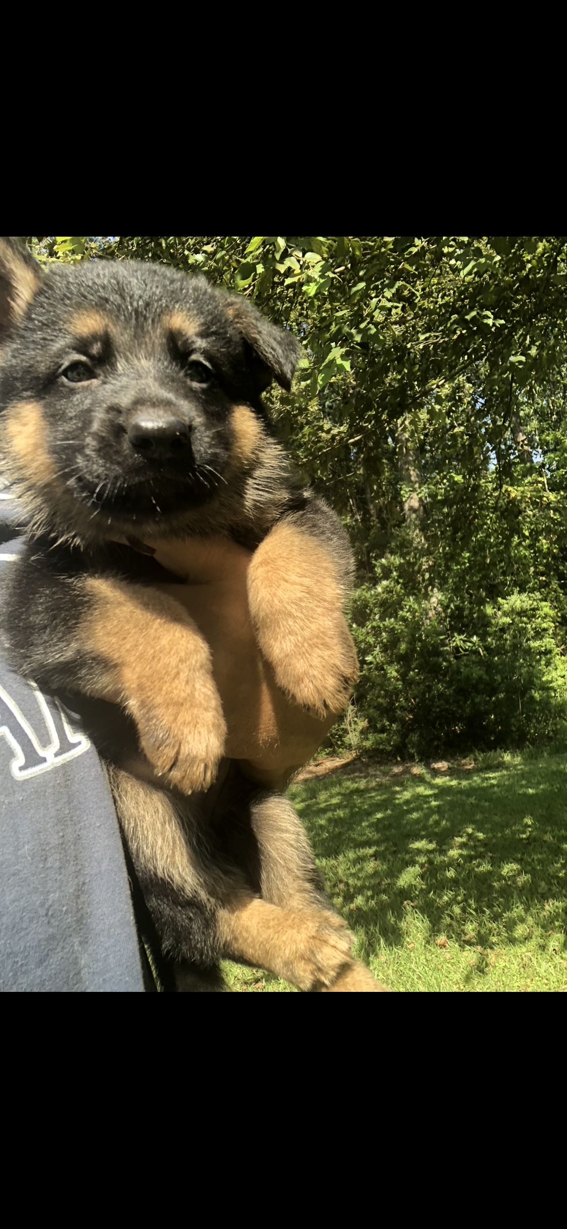 Female  – German Shepherd Dog puppy for sale in Cottageville, SC