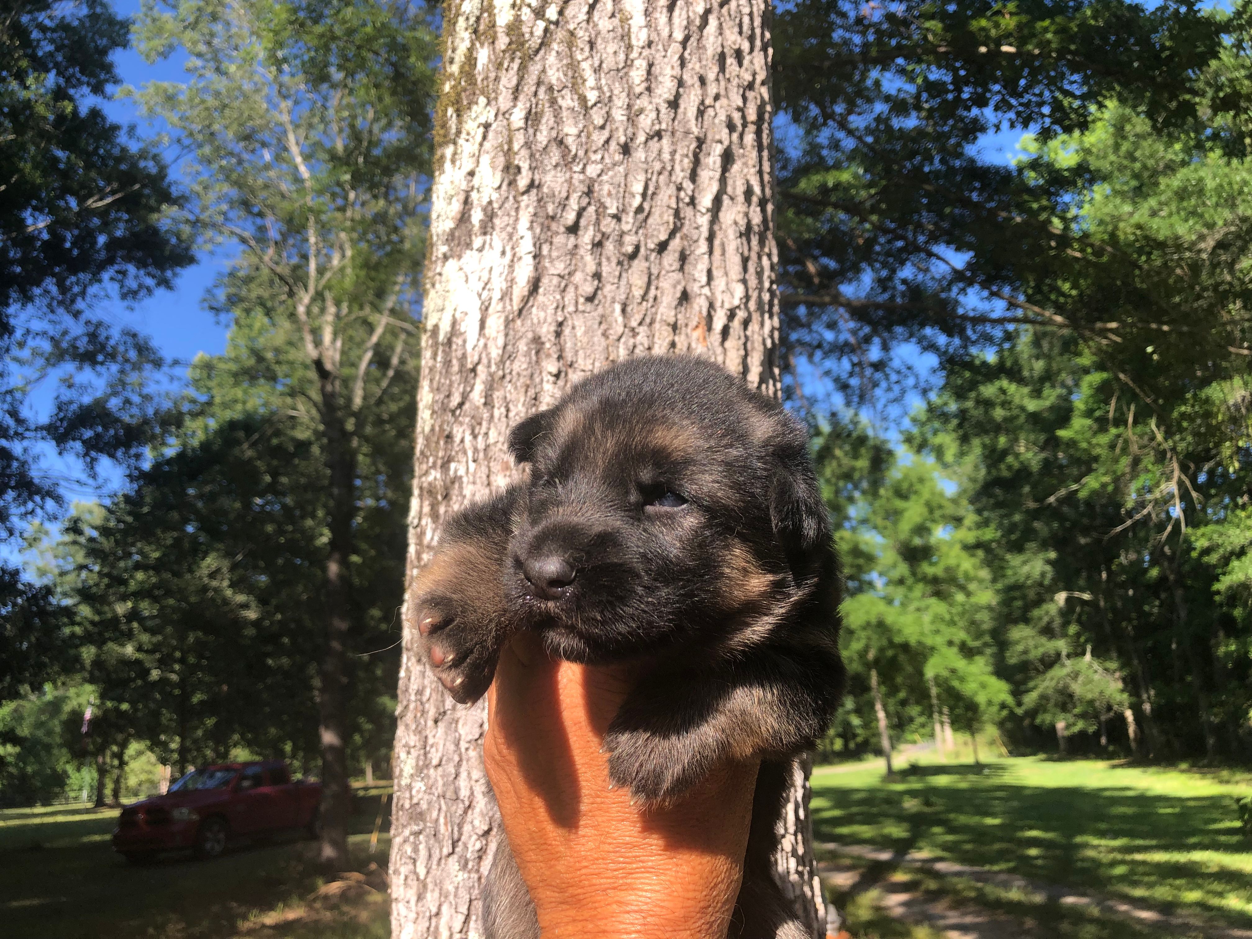 Male – German Shepherd Dog puppy for sale in Cottageville, SC