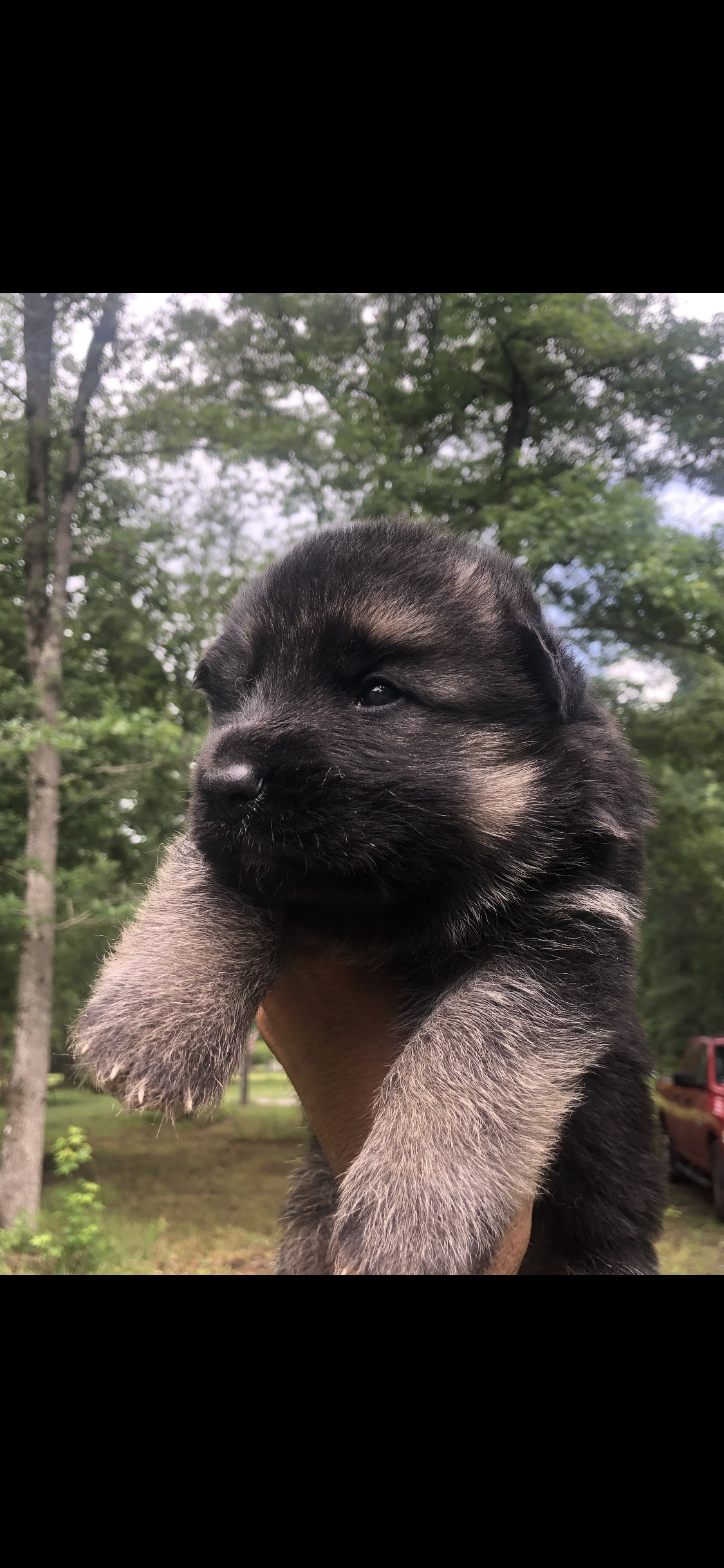 Male – German Shepherd Dog puppy for sale in Cottageville, SC