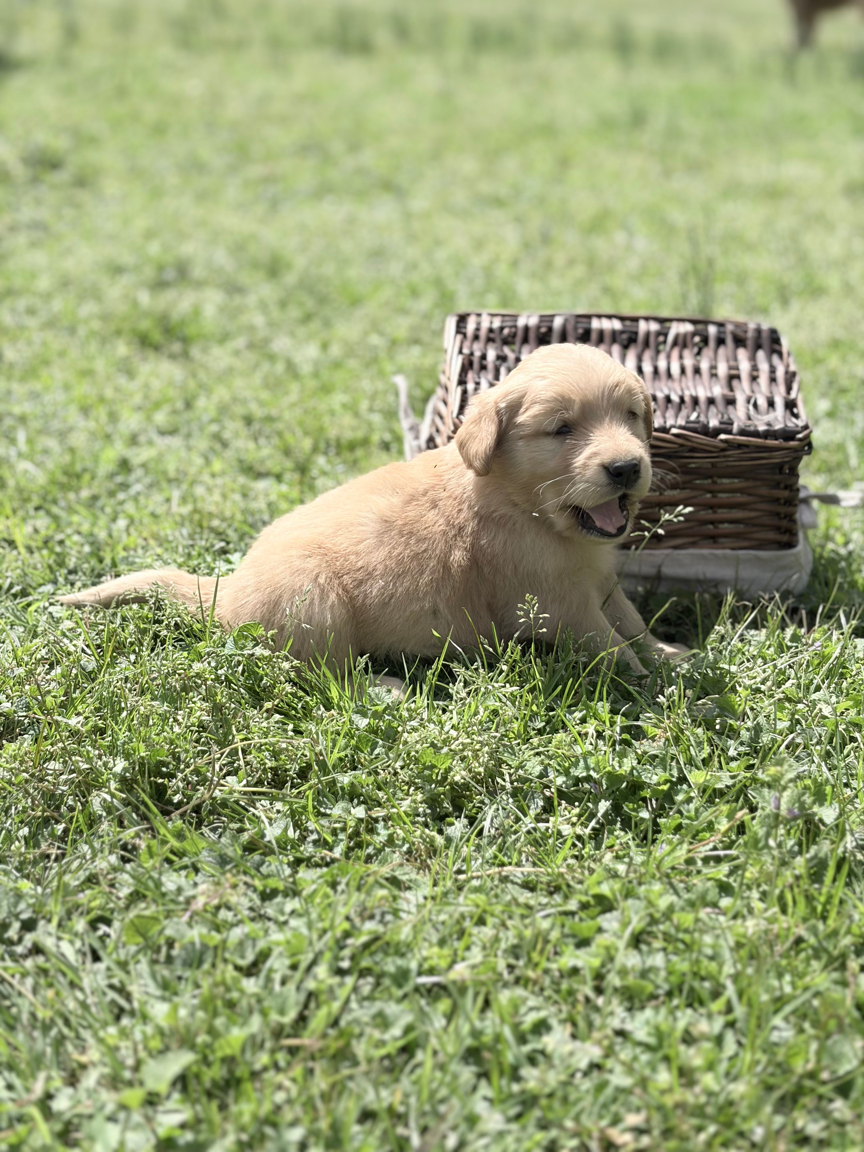 Hot Pink girl – Golden Retriever puppy for sale in Bradford, TN