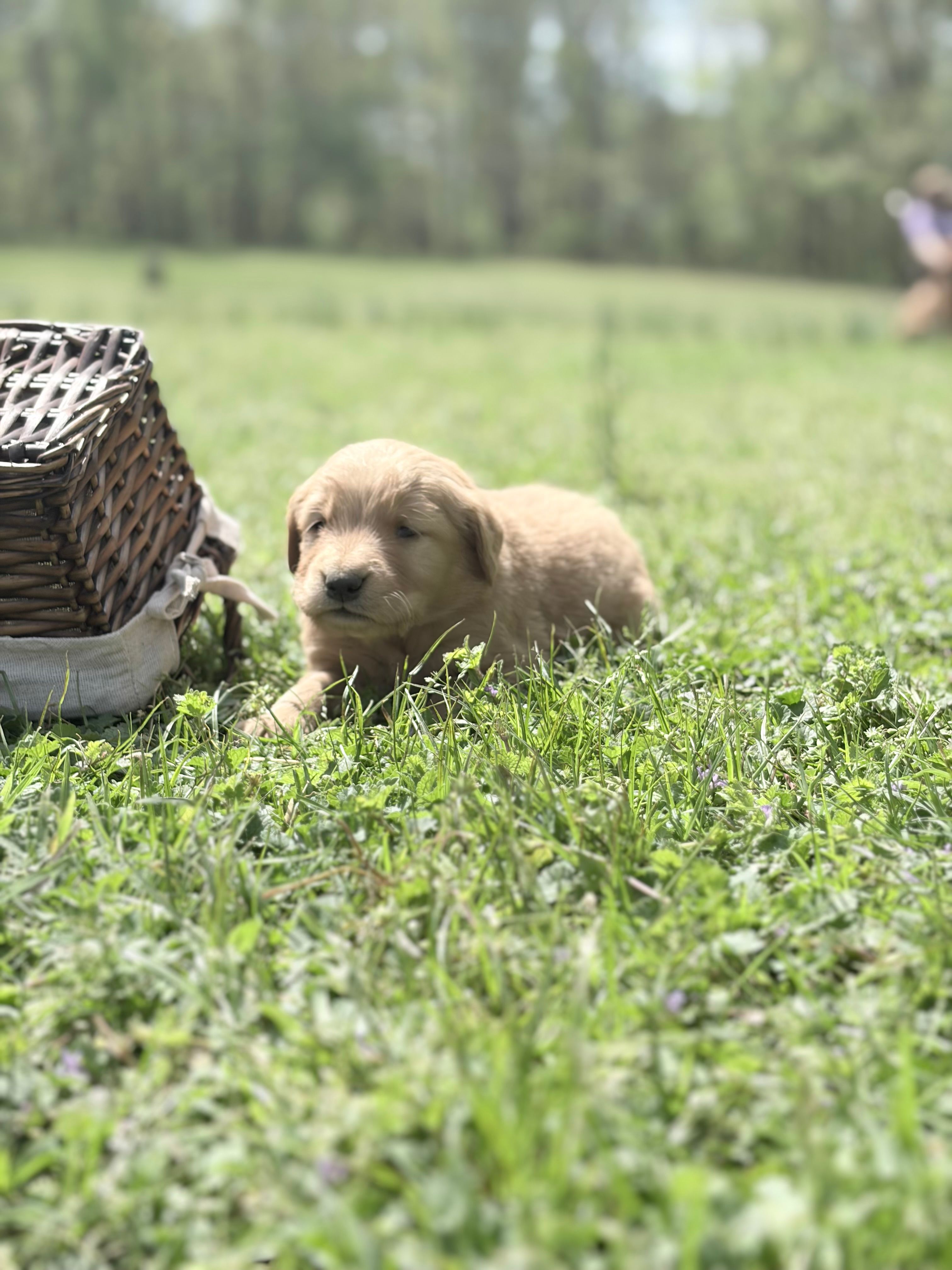 Purple girl – Golden Retriever puppy for sale in Bradford, TN