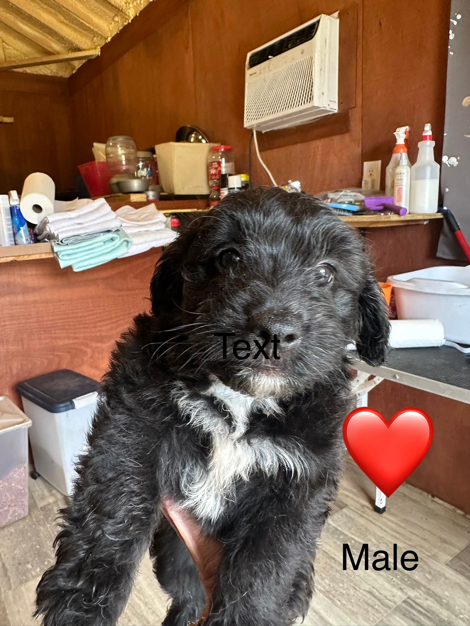 Charlie – Aussiedoodle puppy for sale in Diboll, TX