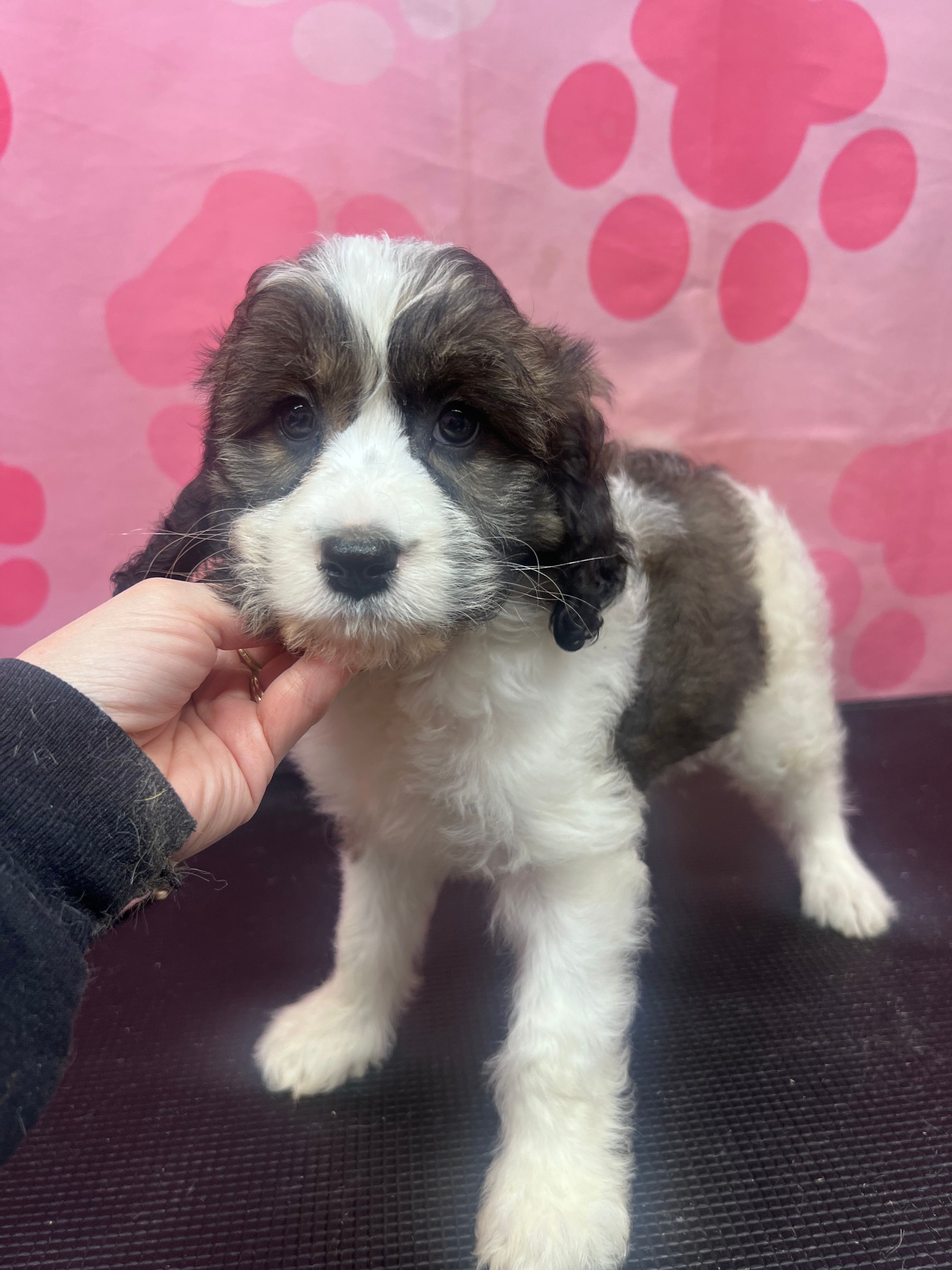 Several available  – Springer Doodle puppy for sale in Blairsville, GA