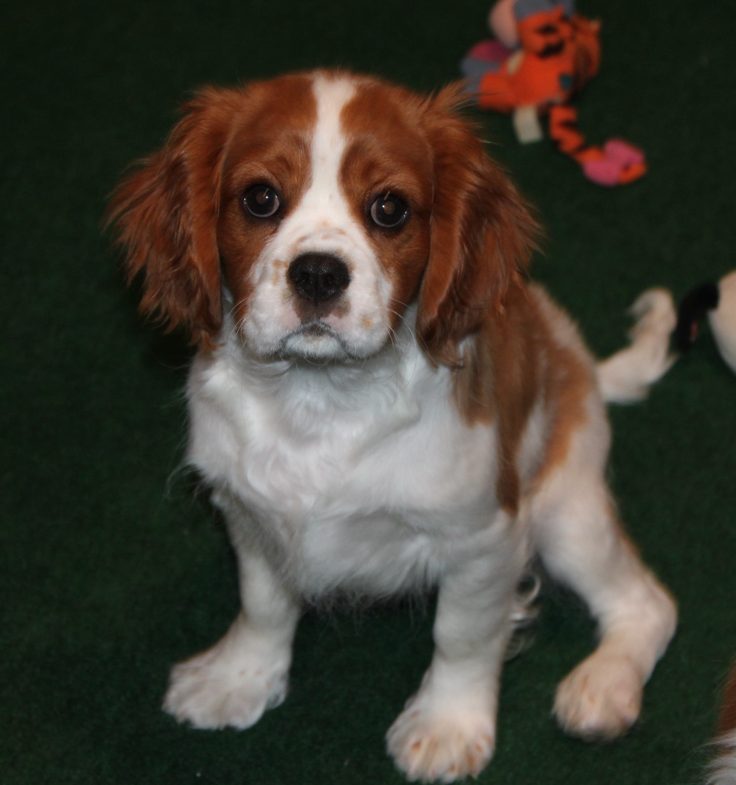 AKC BUDDY NEUTERED – Cavalier King Charles Spaniel puppy for sale in Vian, OK