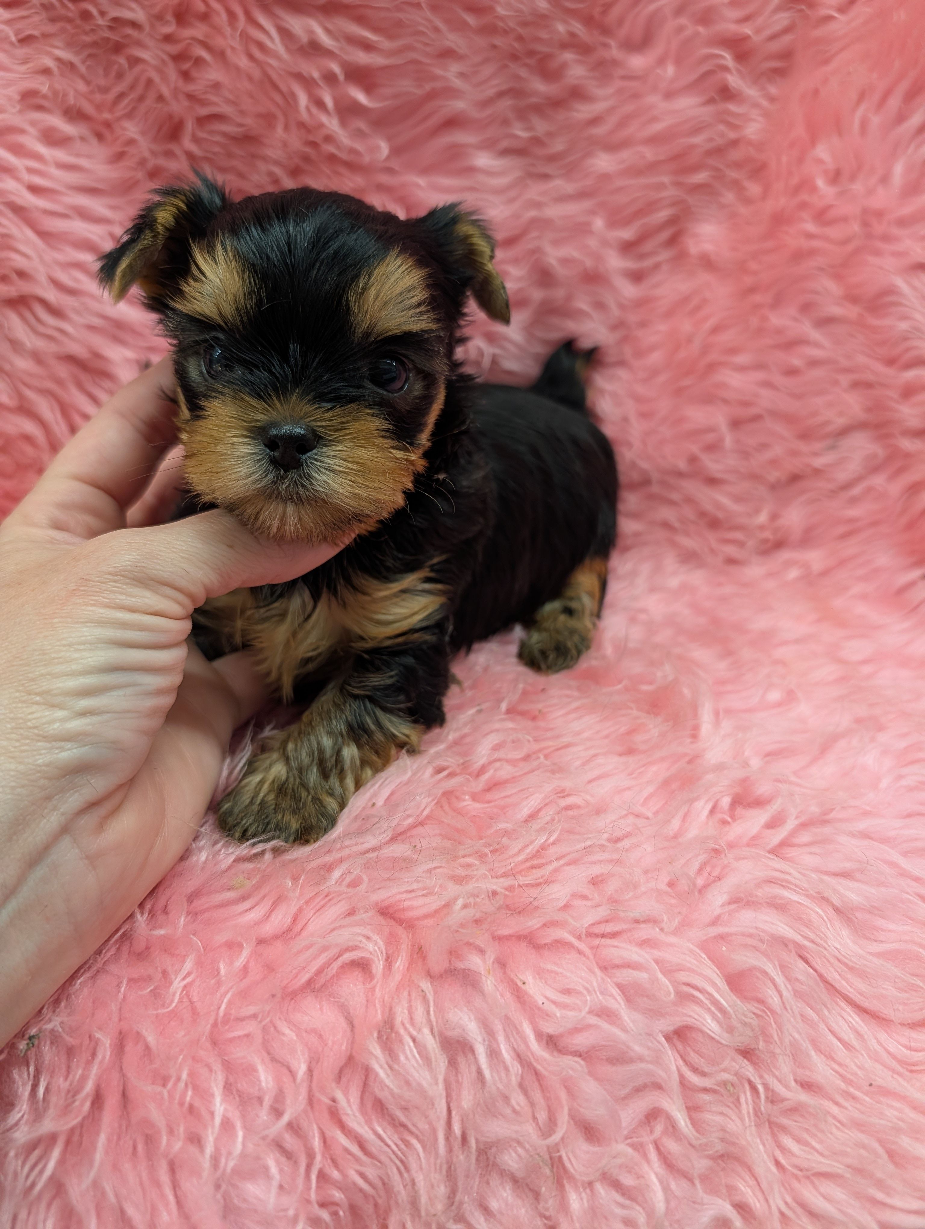 Ch Sired Boy – Yorkshire Terrier puppy for sale in Ellington, MO