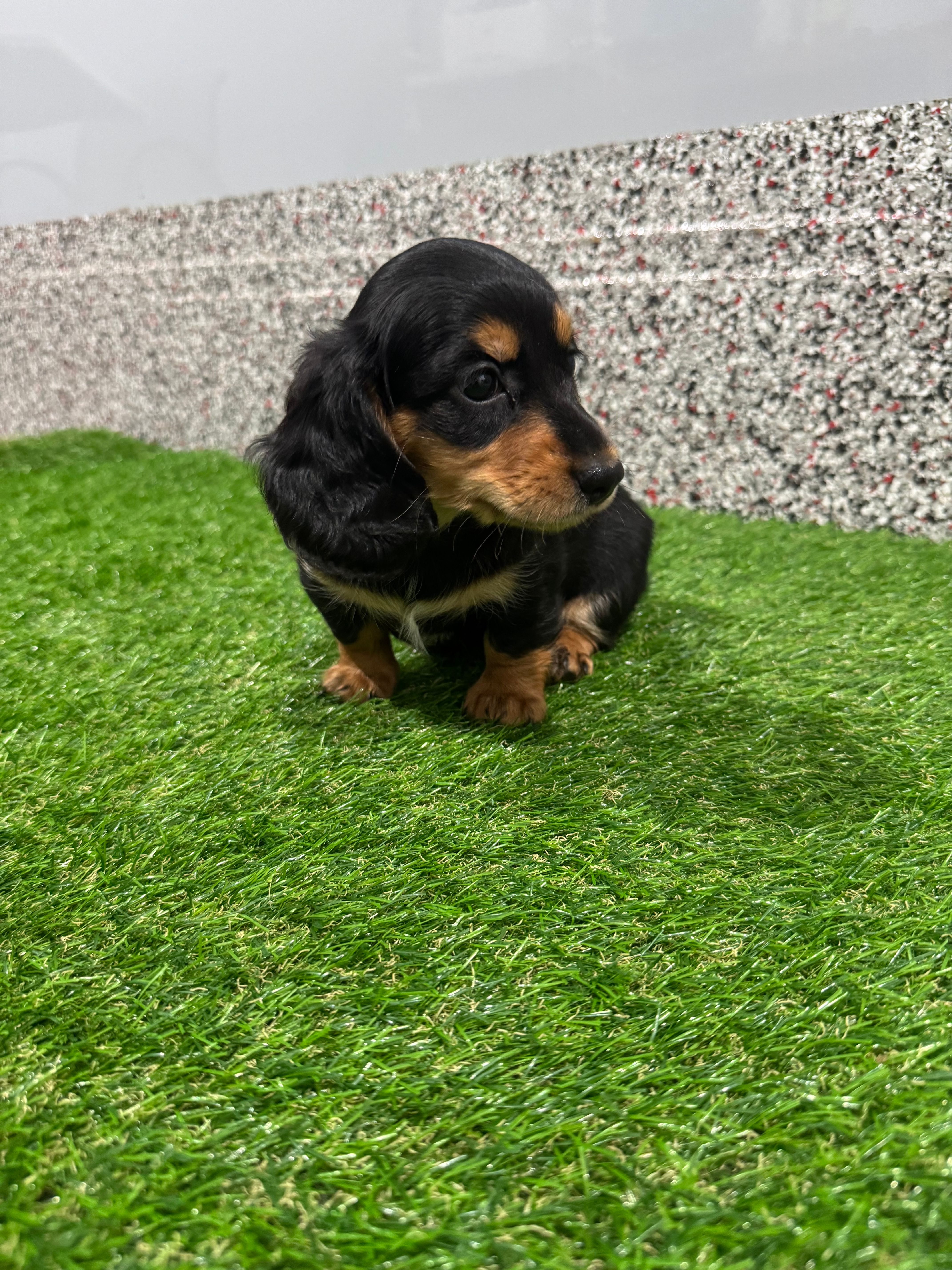 Adra – Miniature Dachshund puppy for sale in Nappanee, IN