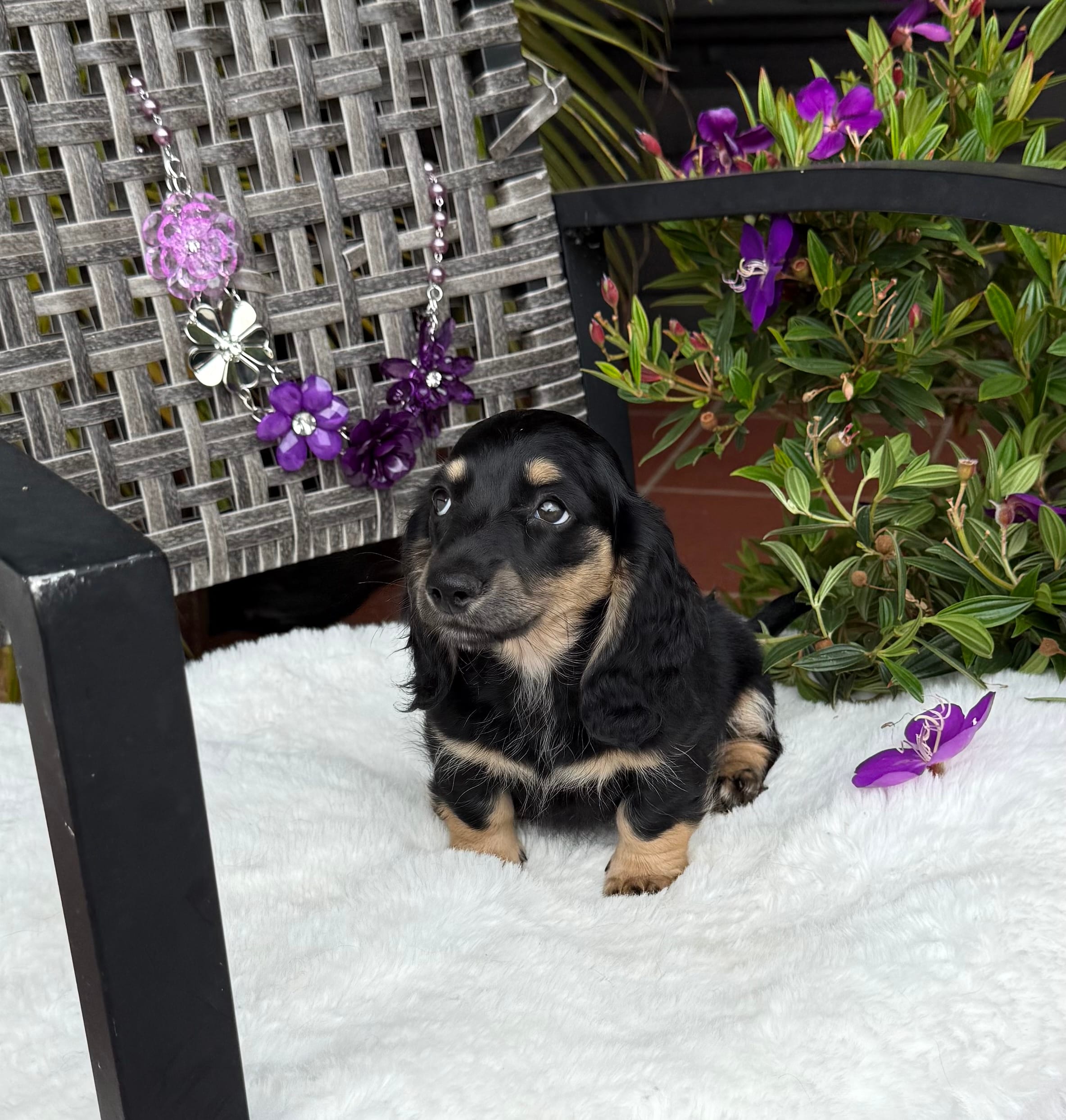Petal – Miniature Dachshund puppy for sale in Mayo, FL