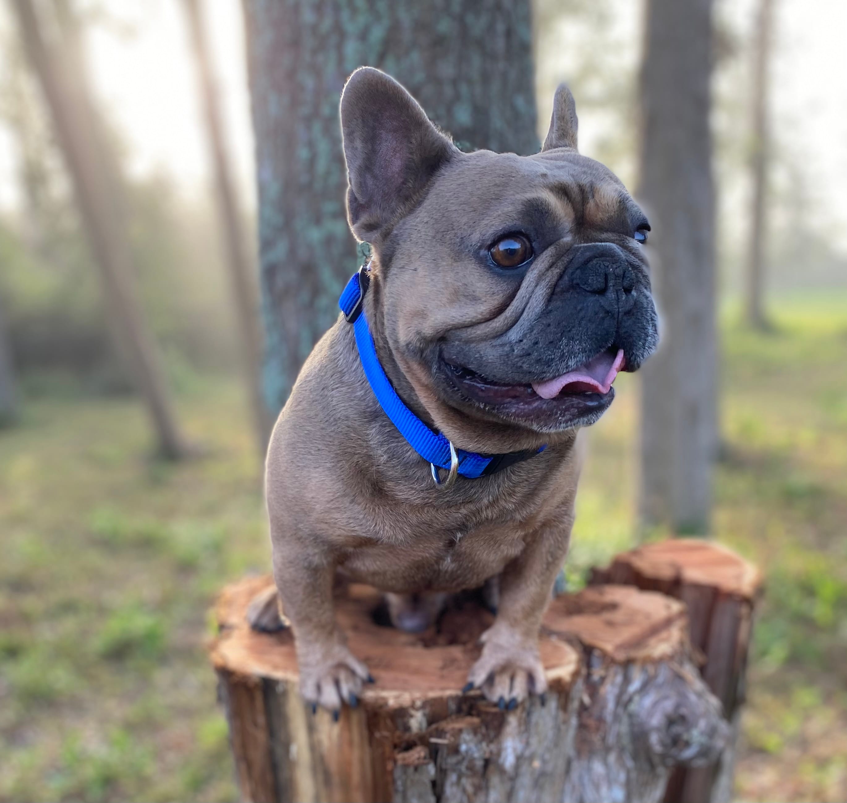 Fiji – French Bulldog puppy for sale in Mayo, FL