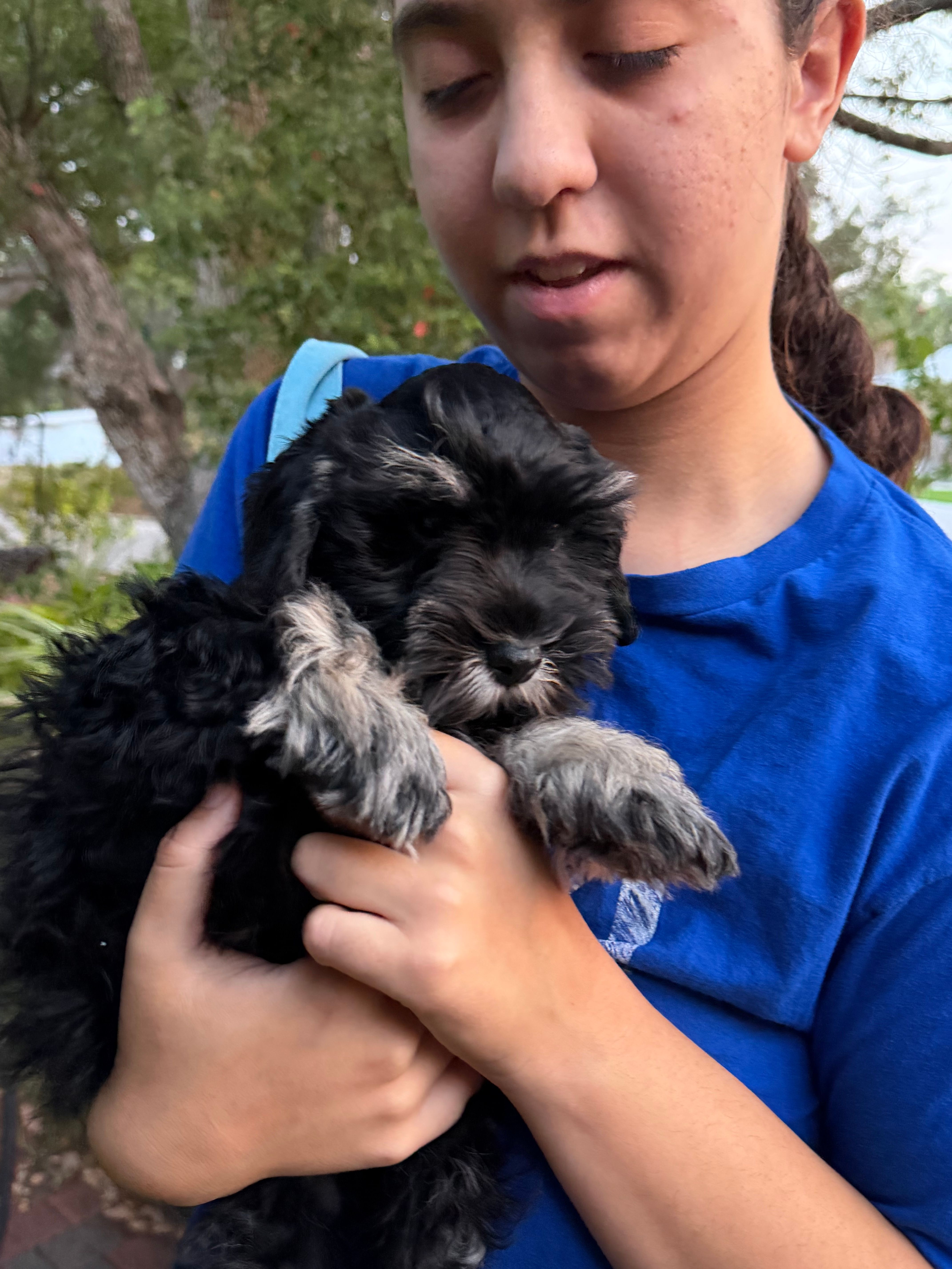 AKC Max – Miniature Schnauzer puppy for sale in Sarasota, FL