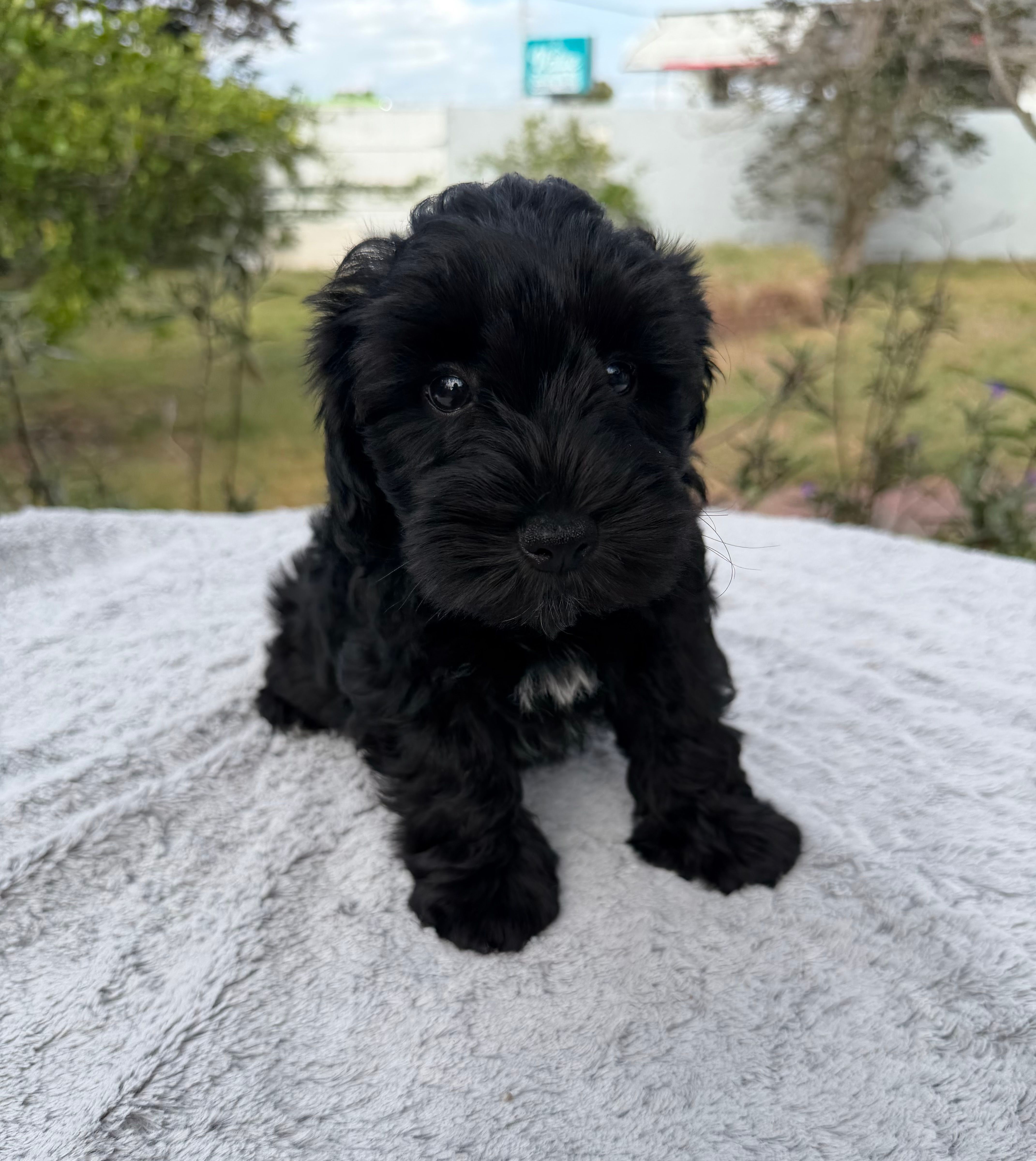 AKC Courtney  – Miniature Schnauzer puppy for sale in Sarasota, FL