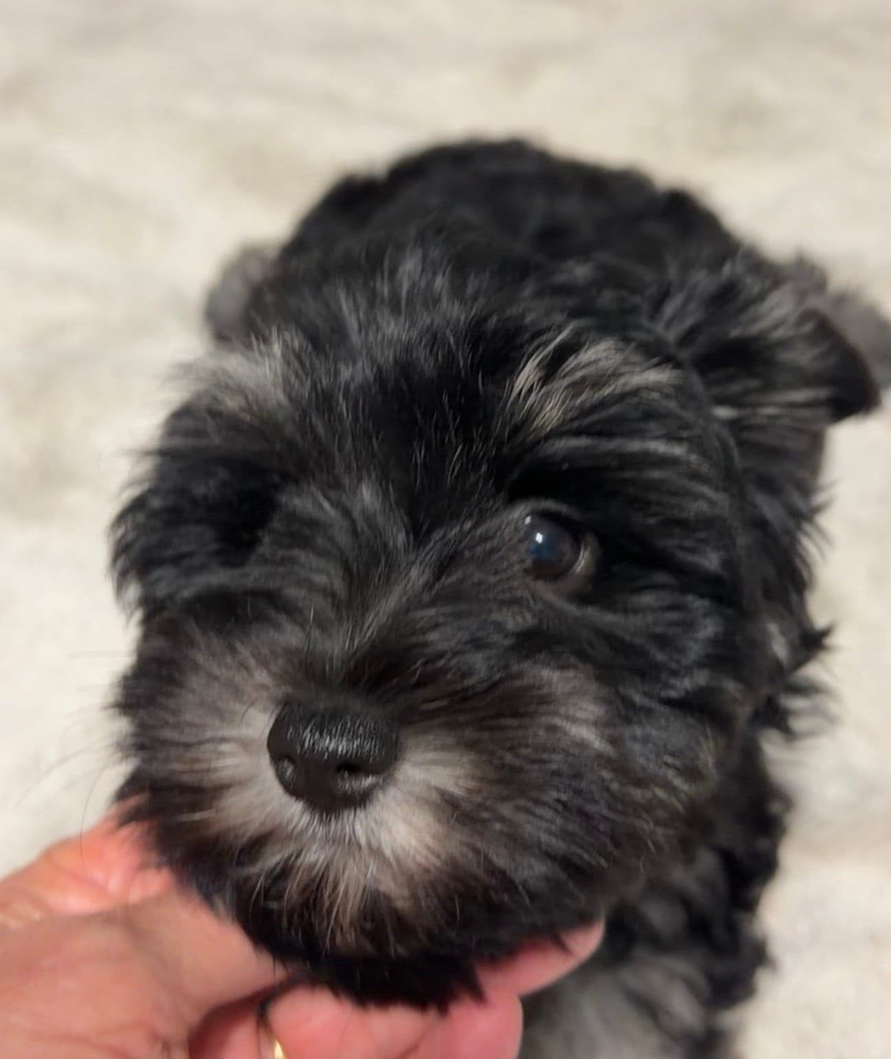 AKC Rose – Miniature Schnauzer puppy for sale in Sarasota, FL