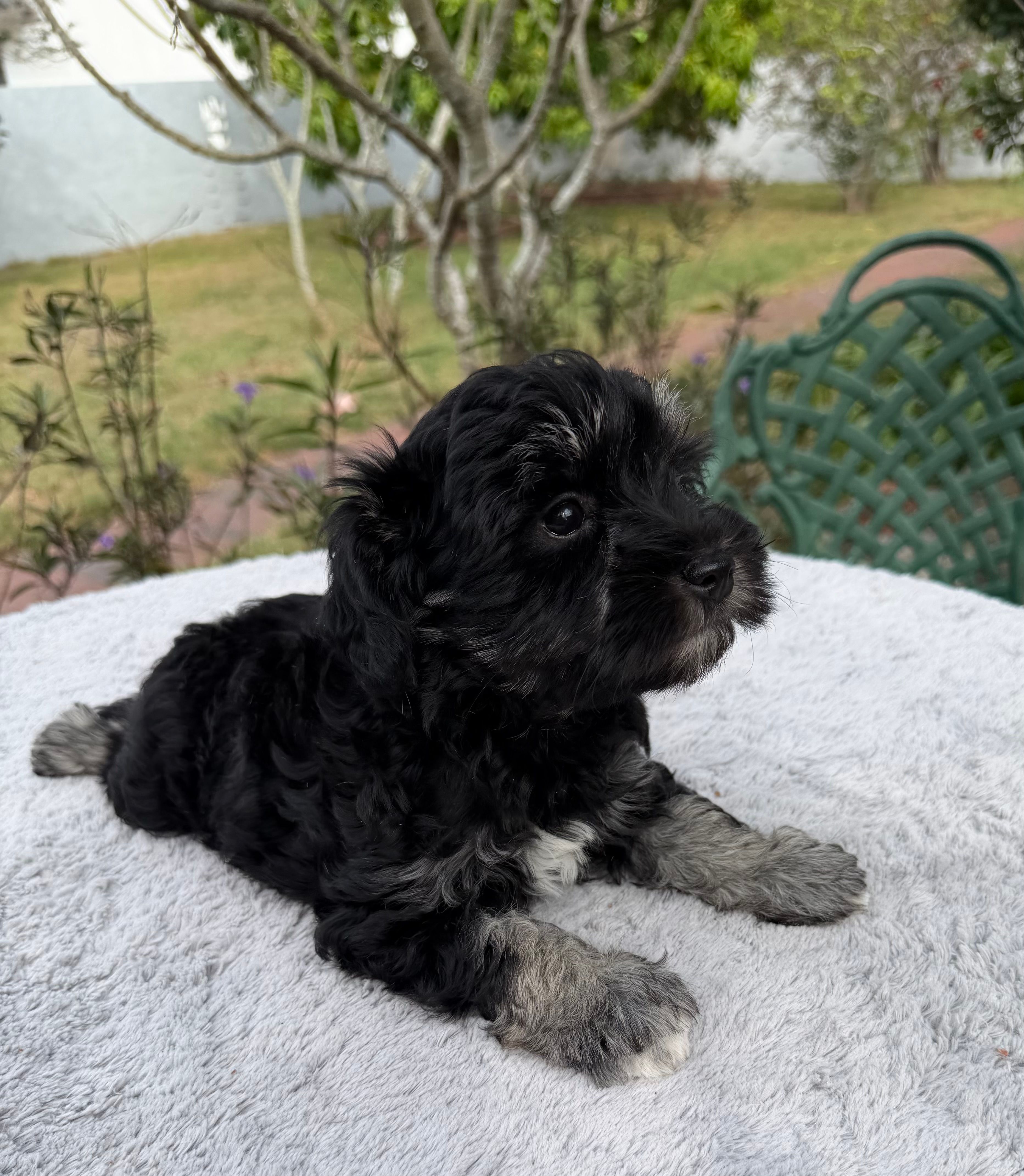 AKC Rose – Miniature Schnauzer puppy for sale in Sarasota, FL