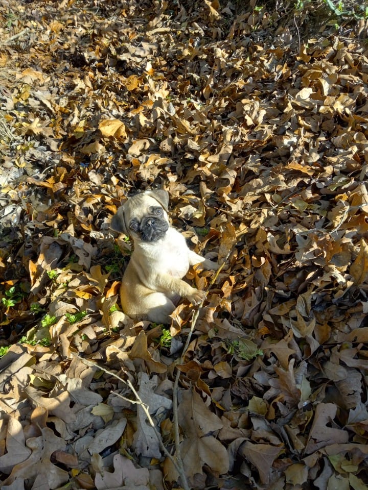 Jasper – Pug puppy for sale in Luray, VA