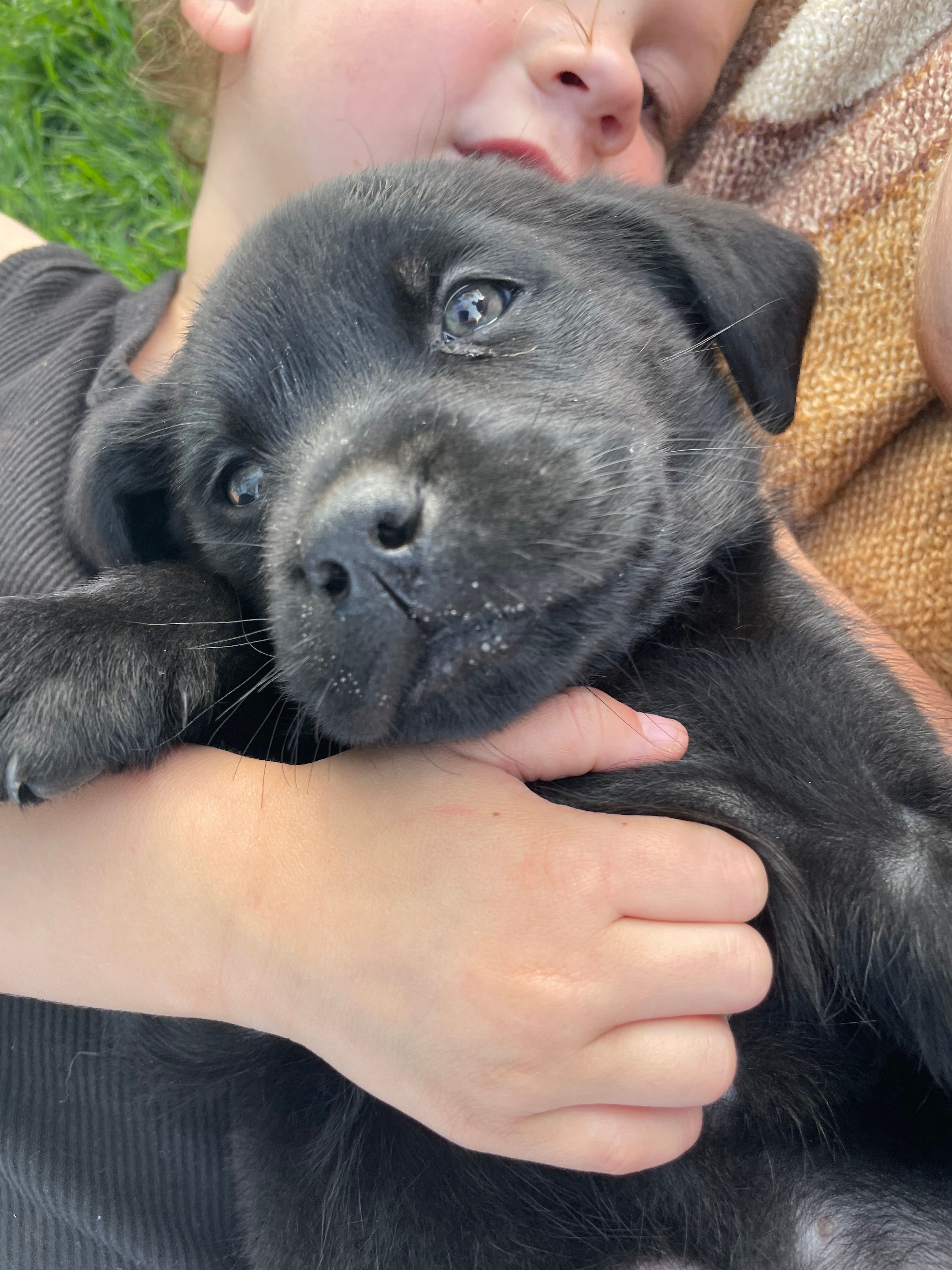 Tiny – Labrador Retriever puppy for sale in Nokomis, IL