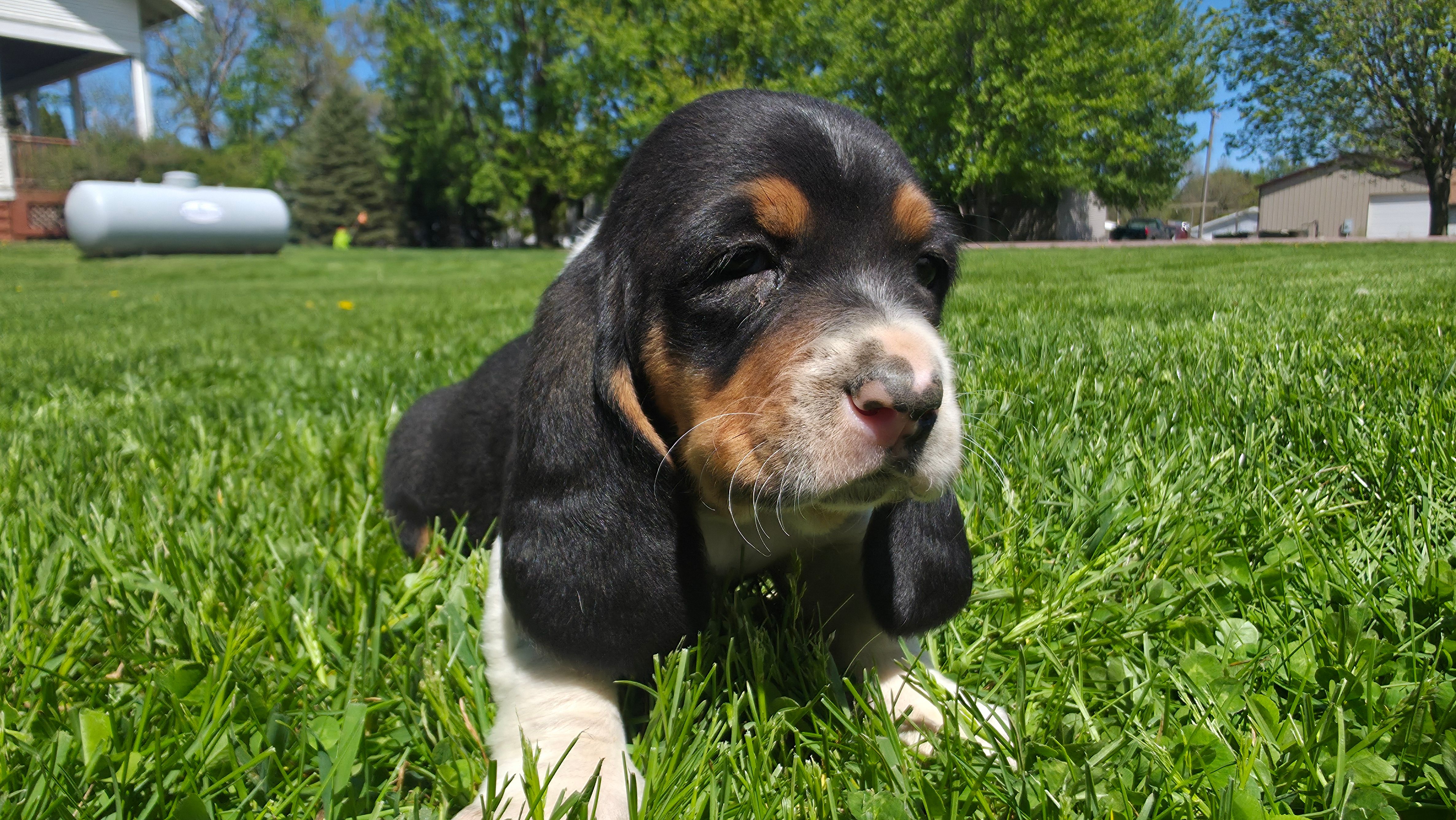 Clyde – Basset Hound puppy for sale in Steen, MN