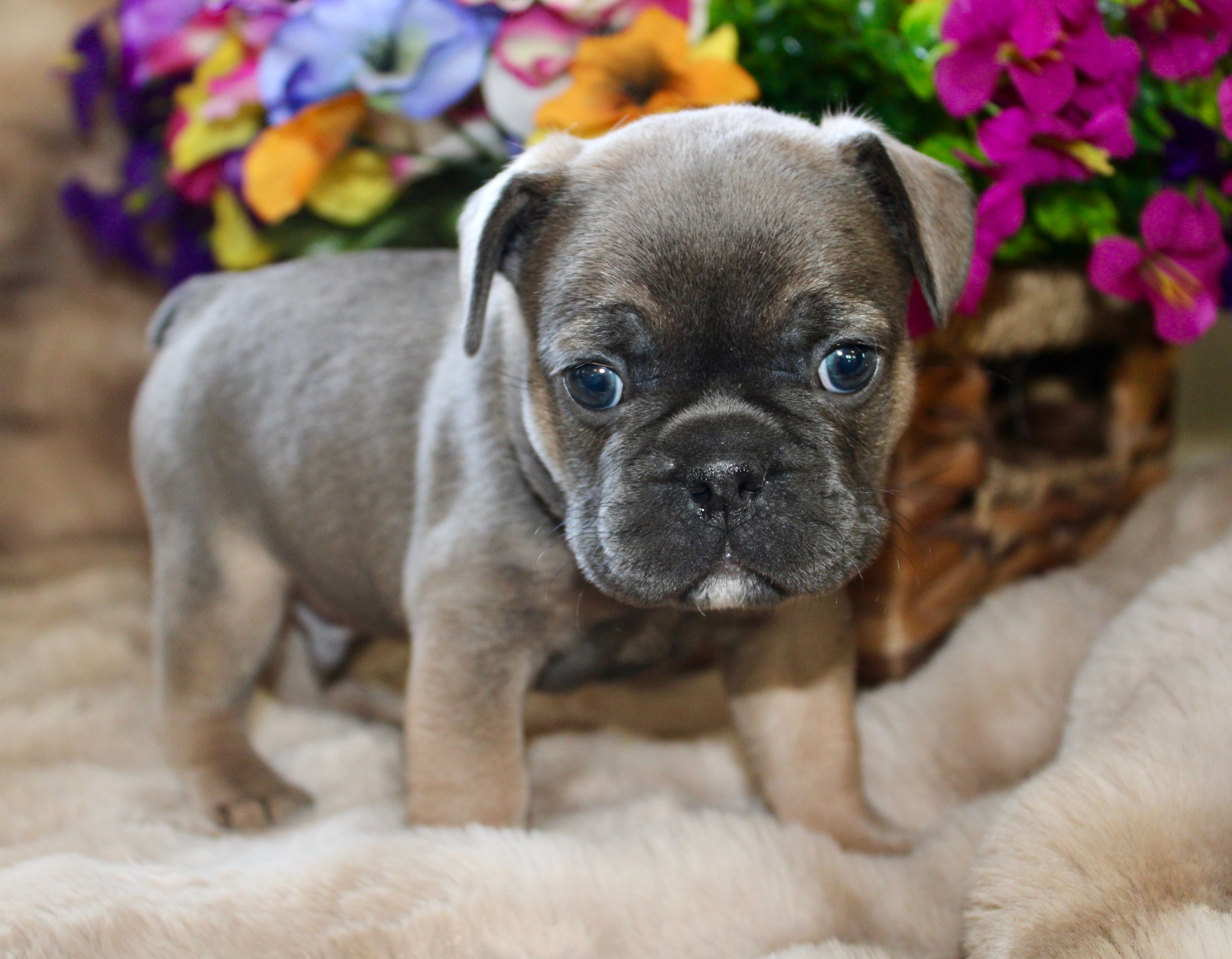 Yellow Collar  – French Bulldog puppy for sale in Richland, IA